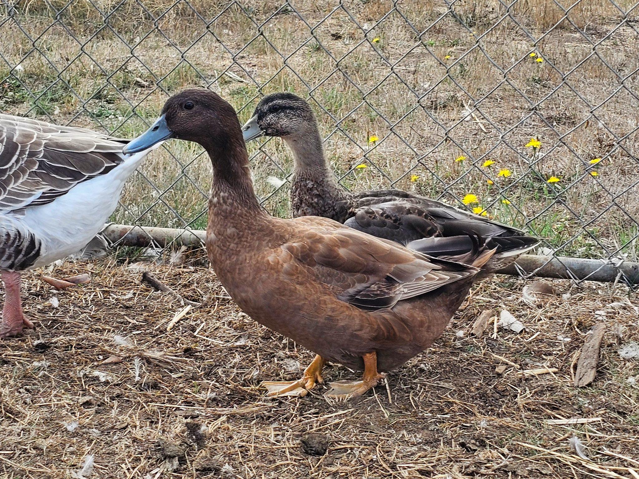Enlarge Felix and Merlin, a Adopted Duck in Roy, WA image 1/1