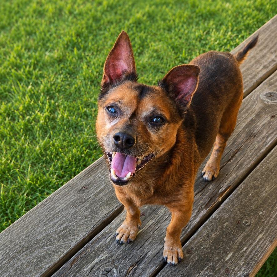 Brewster, a ADOPTABLE mixed breed in Long Beach, WA image 1/4