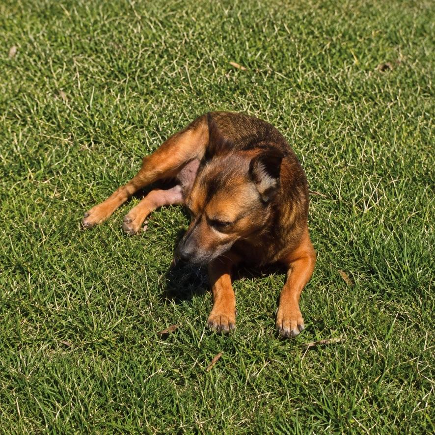 Brewster, a ADOPTABLE mixed breed in Long Beach, WA image 3/4