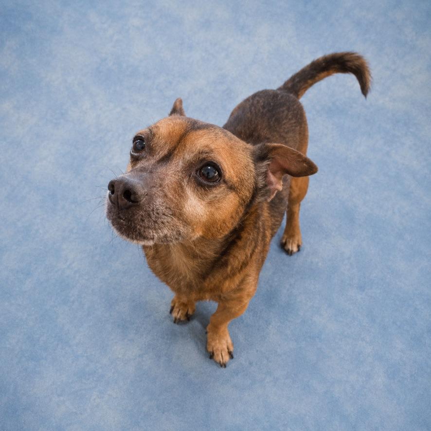 Brewster, a ADOPTABLE mixed breed in Long Beach, WA image 4/4