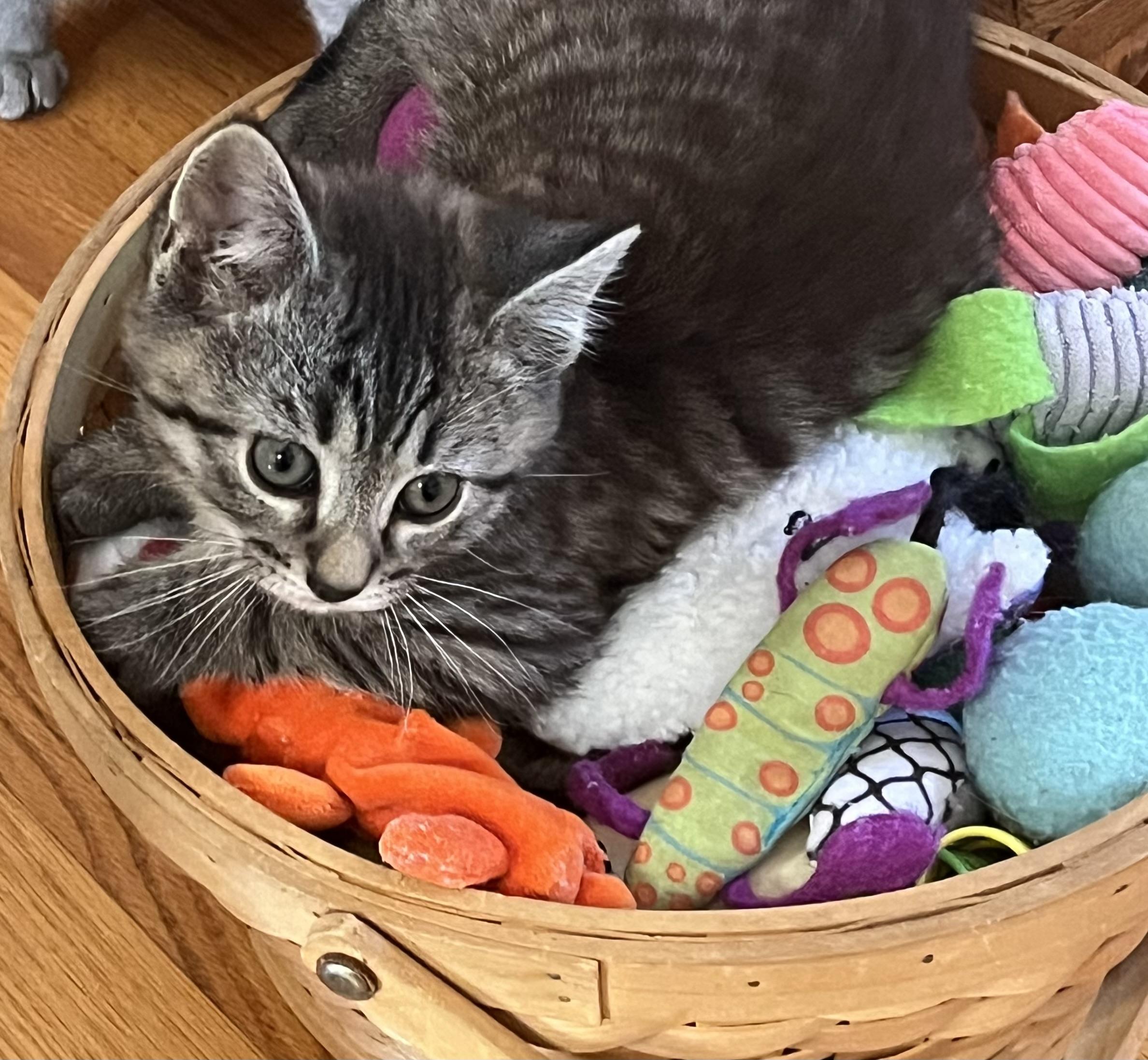 Enlarge Luke, an adopted Domestic Short Hair in Whitehall, PA image 4/4