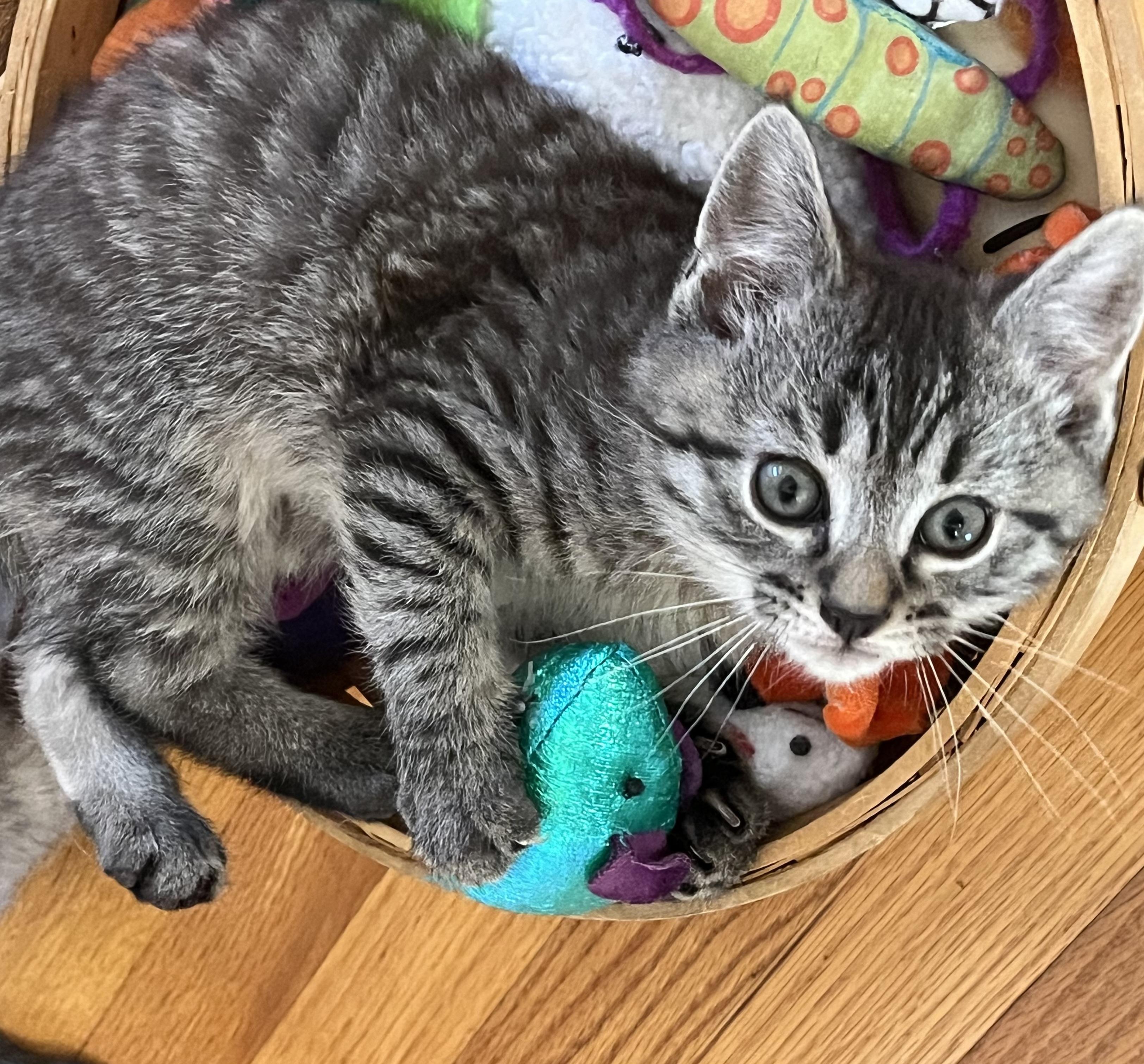 Enlarge Luke, an adopted Domestic Short Hair in Whitehall, PA image 3/4