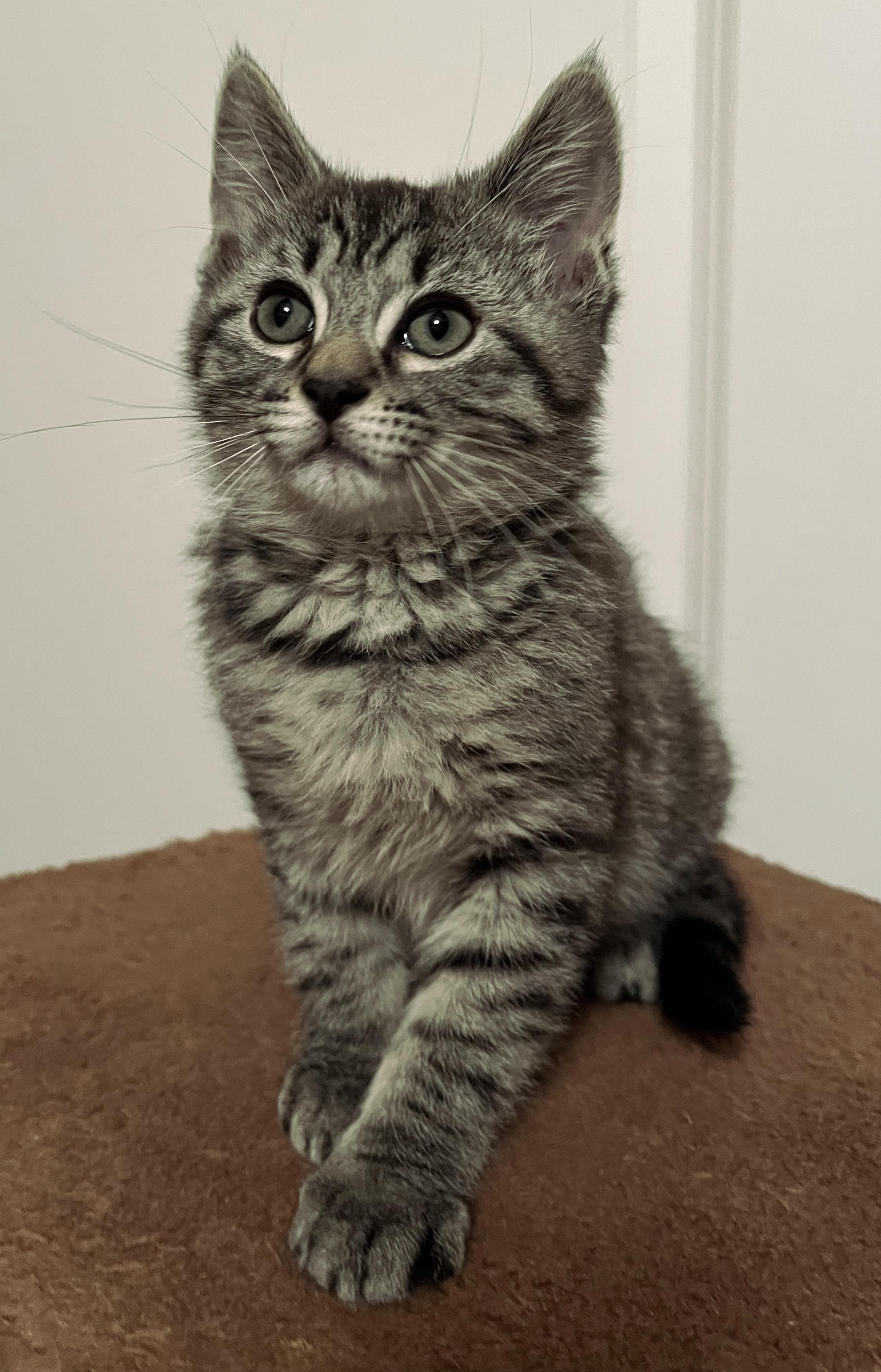 Luke, adopted, Kitten Male Domestic Short Hair.