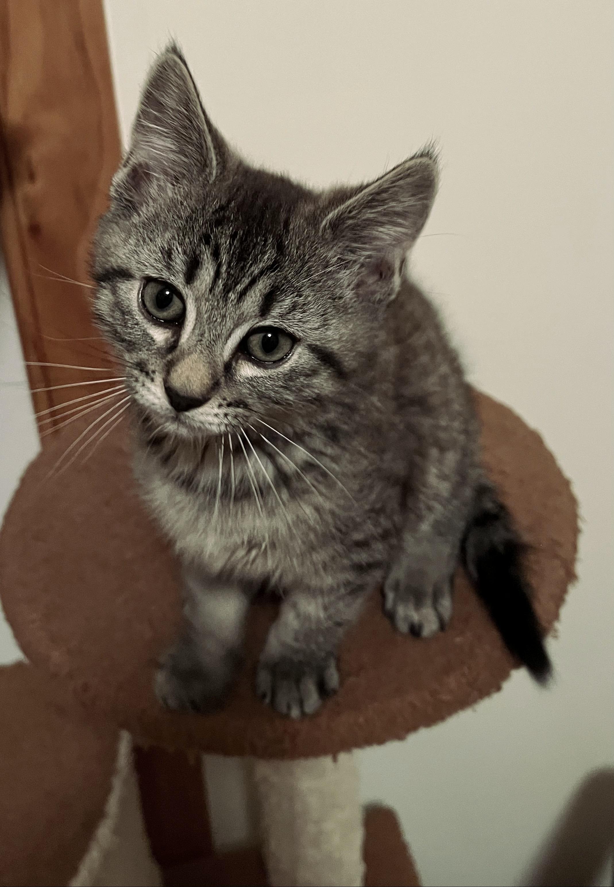 Enlarge Luke, an adopted Domestic Short Hair in Whitehall, PA image 2/4