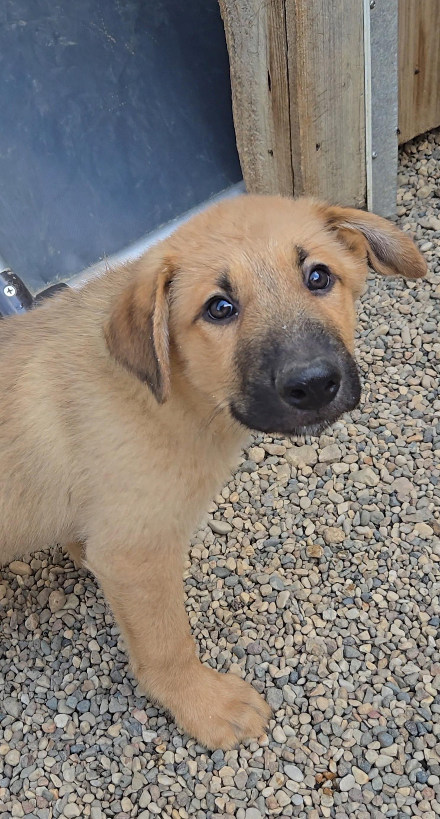 Wheat, Adopted, Puppy Male Shepherd.