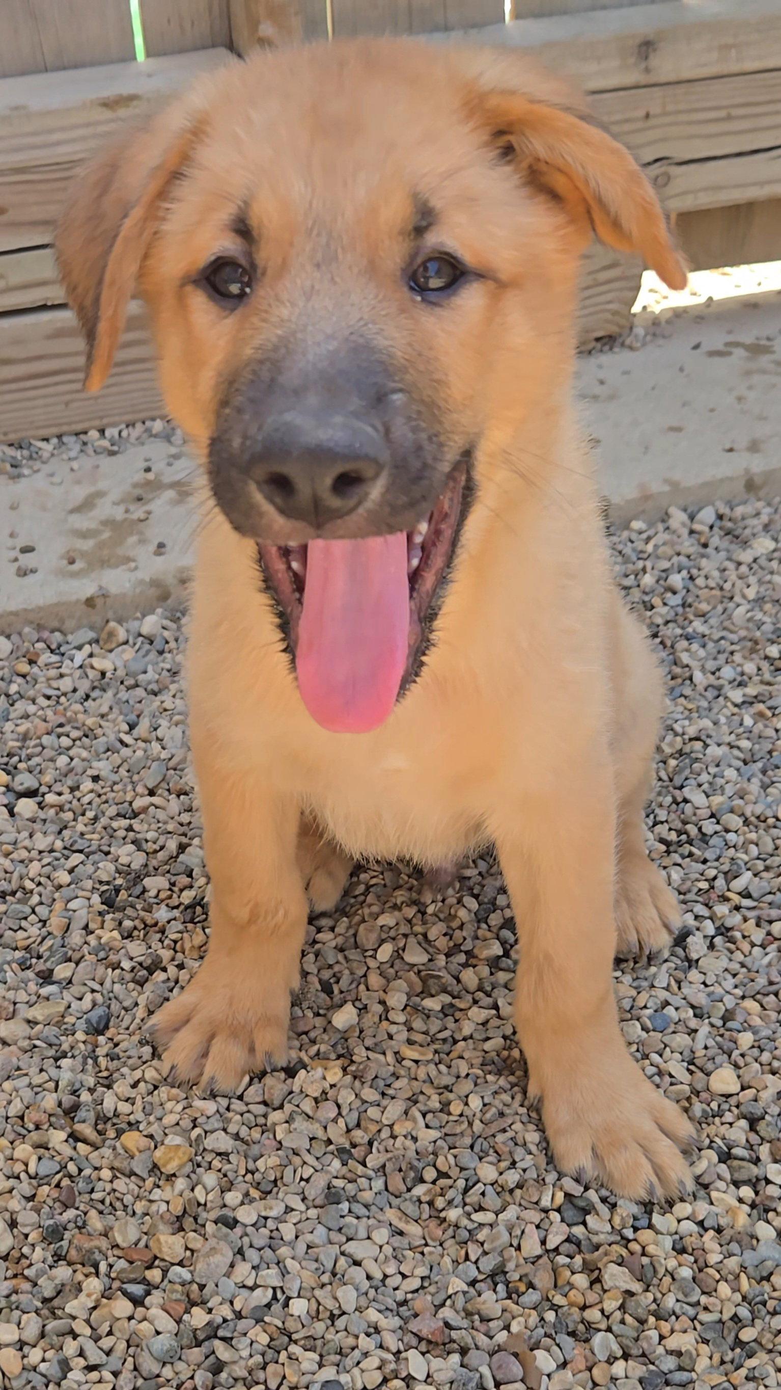 Wheat, a Adopted Shepherd in Estherville, IA image 2/2