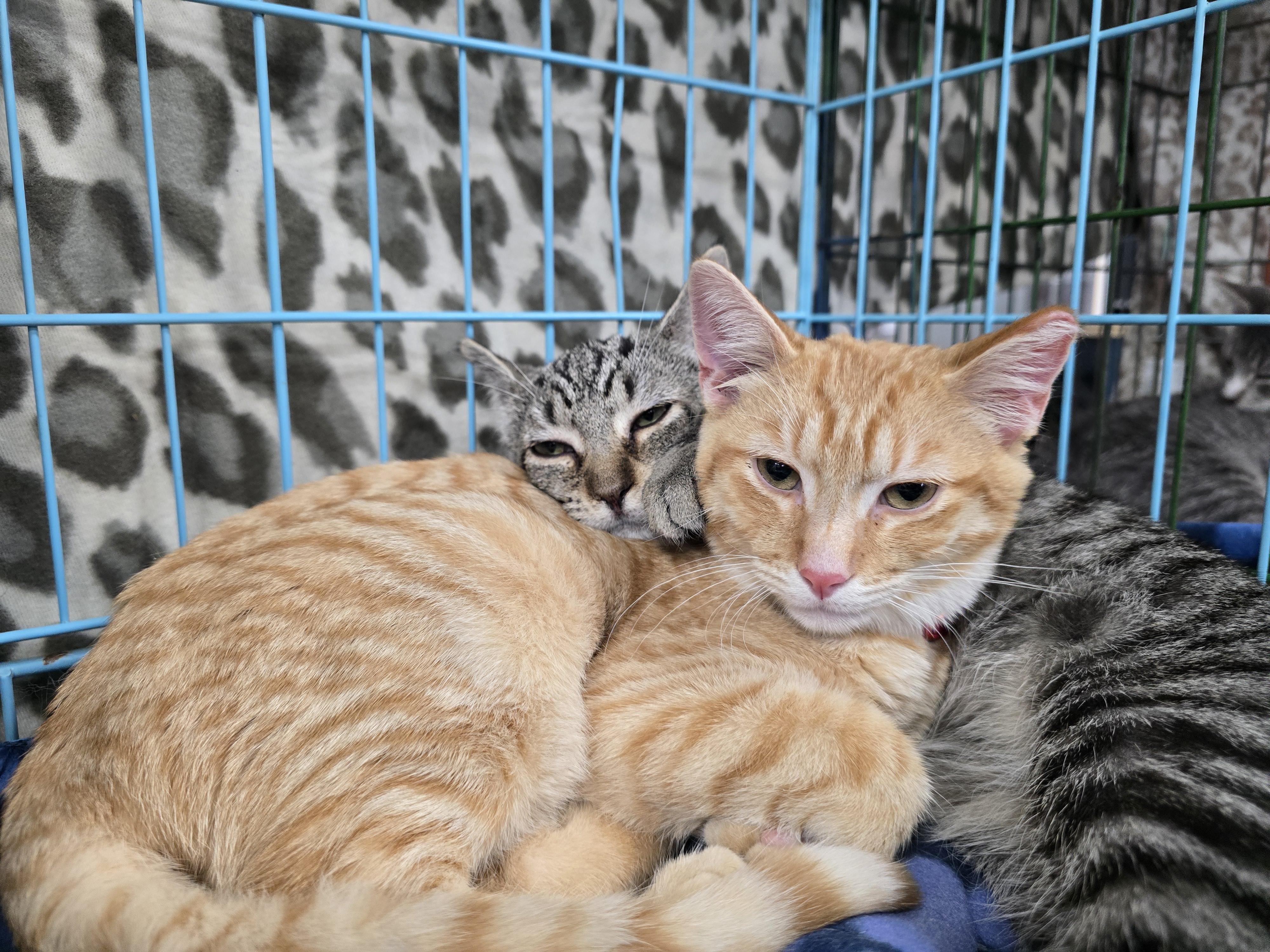 Enlarge Peco, a Adoptable Domestic Short Hair in East Lansing, MI image 1/2