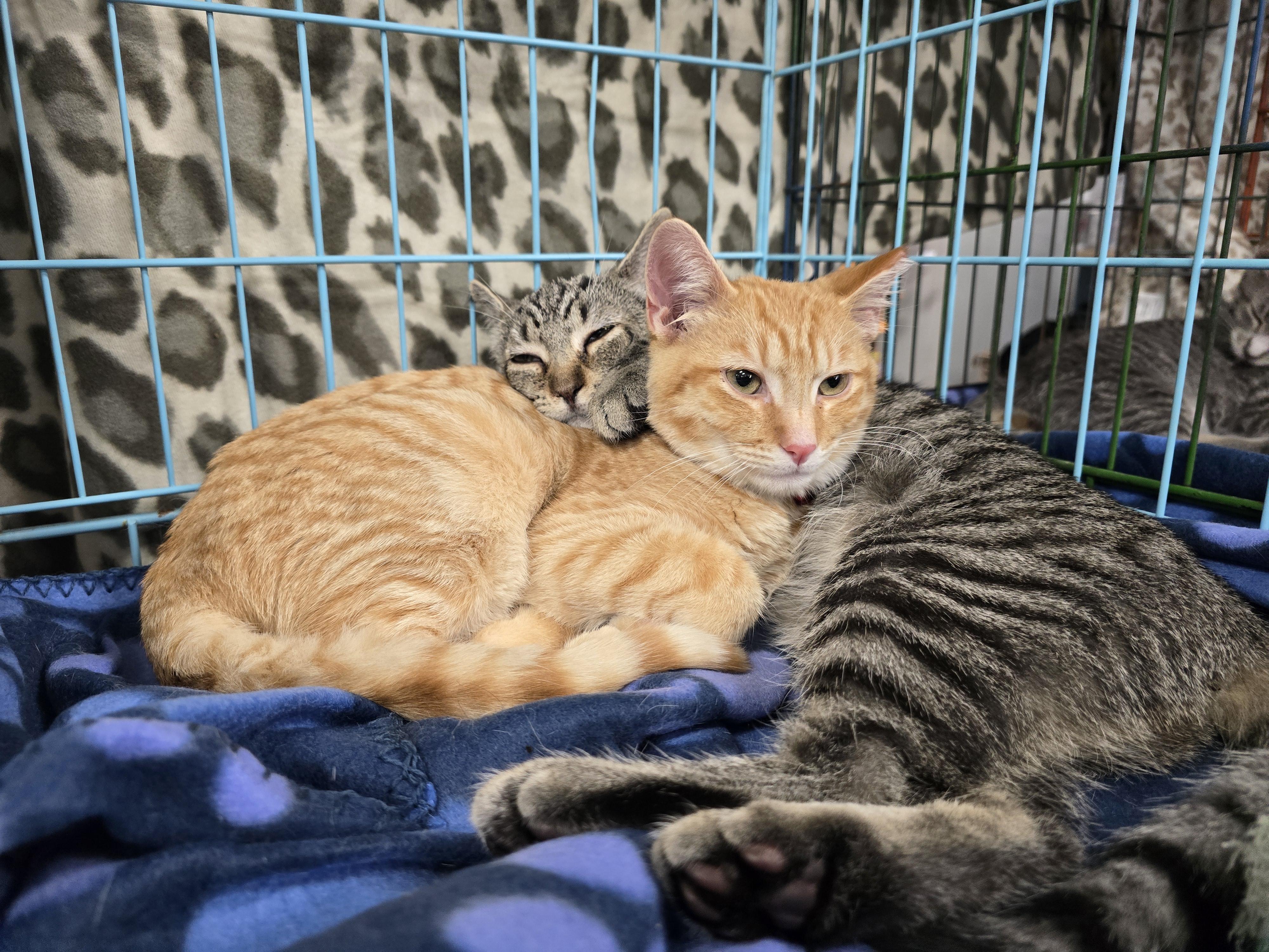 Enlarge Peco, a Adoptable Domestic Short Hair in East Lansing, MI image 2/2