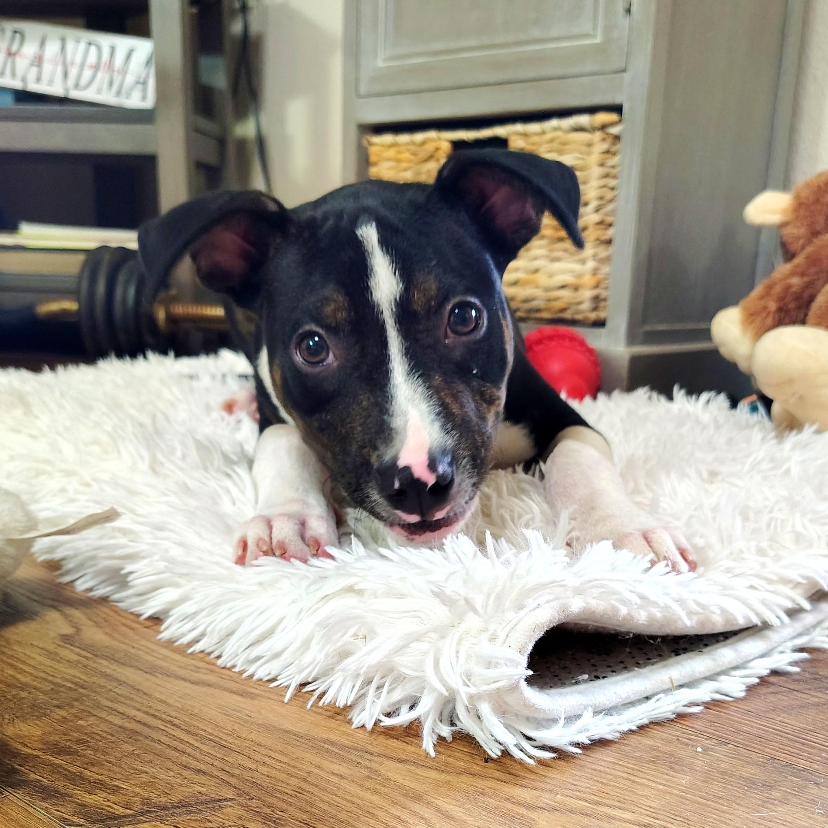 Enlarge Duke Hazard, an adopted mixed breed in Cranston, RI image 6/6