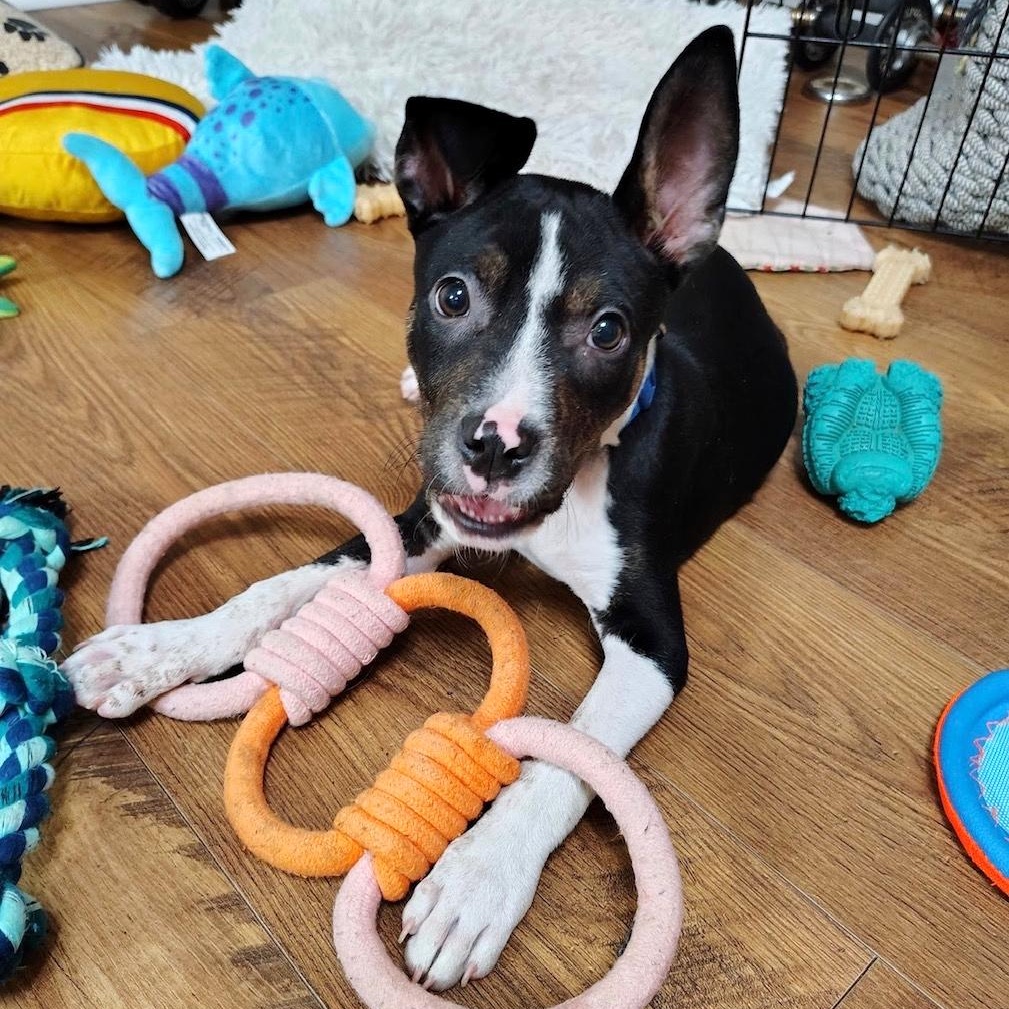 Enlarge Duke Hazard, an adopted mixed breed in Cranston, RI image 4/6