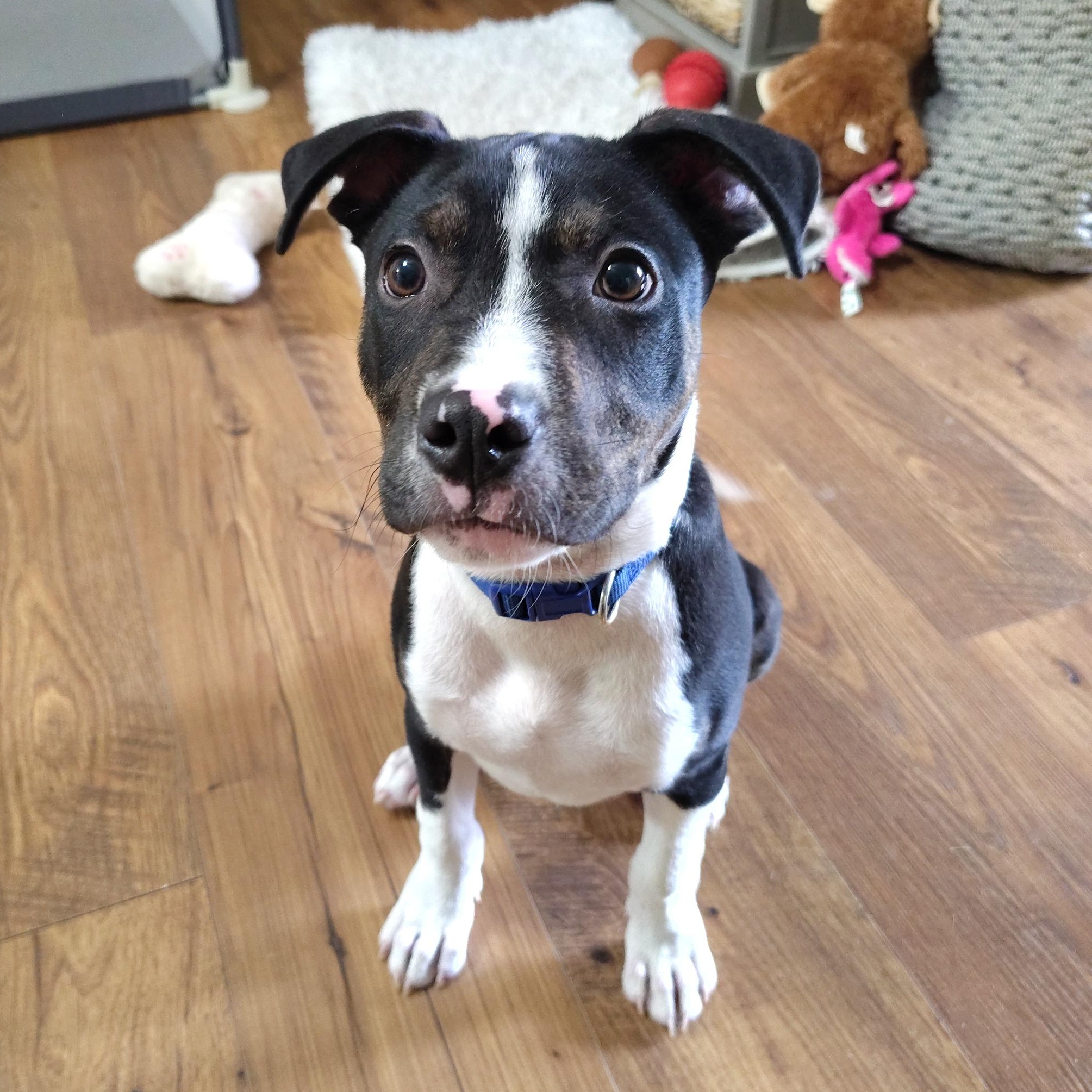 Enlarge Duke Hazard, an adopted mixed breed in Cranston, RI image 1/6