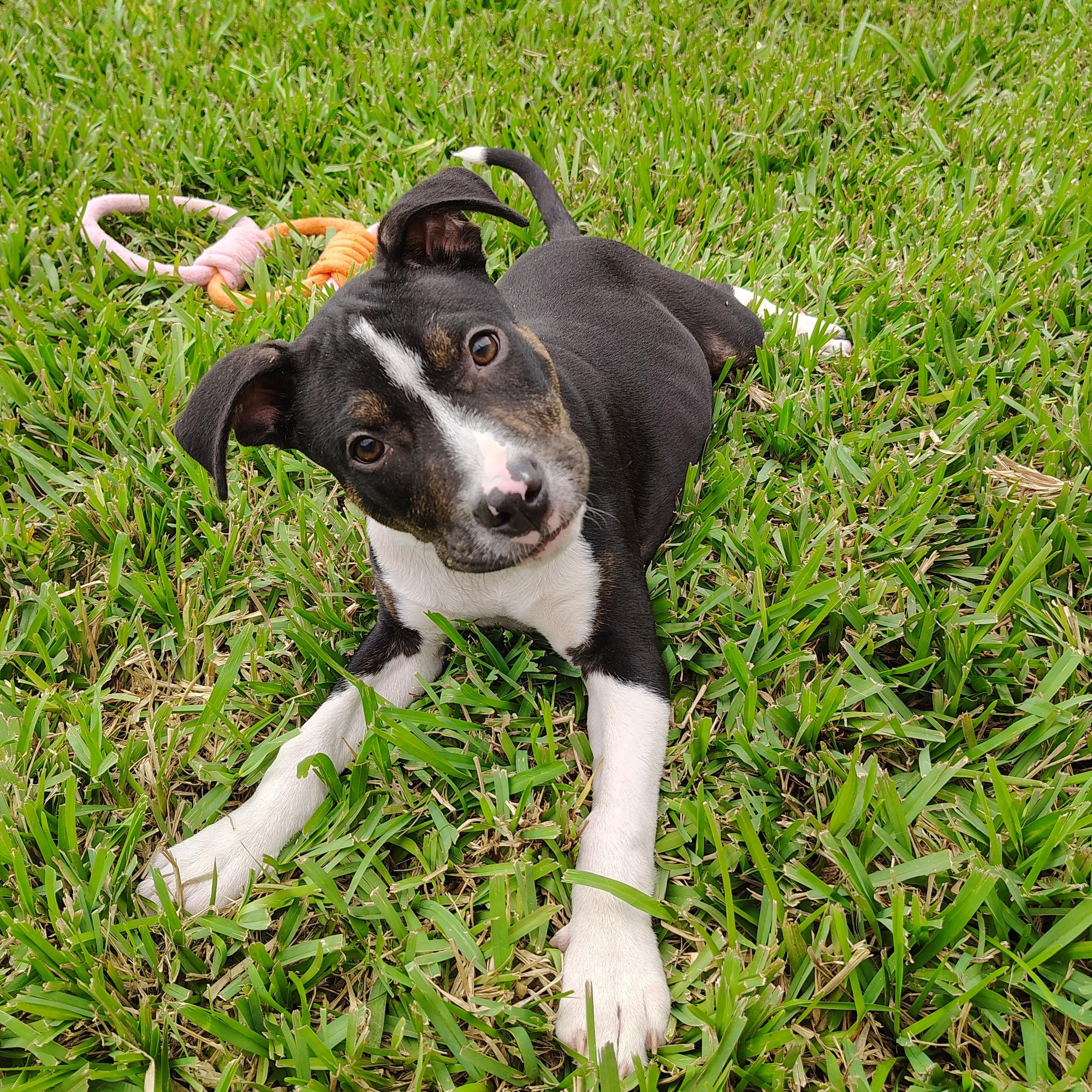 Enlarge Duke Hazard, an adopted mixed breed in Cranston, RI image 2/6