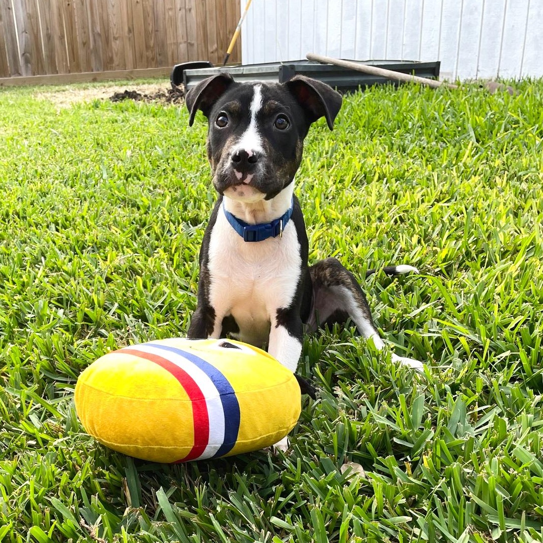 Enlarge Duke Hazard, an adopted mixed breed in Cranston, RI image 3/6
