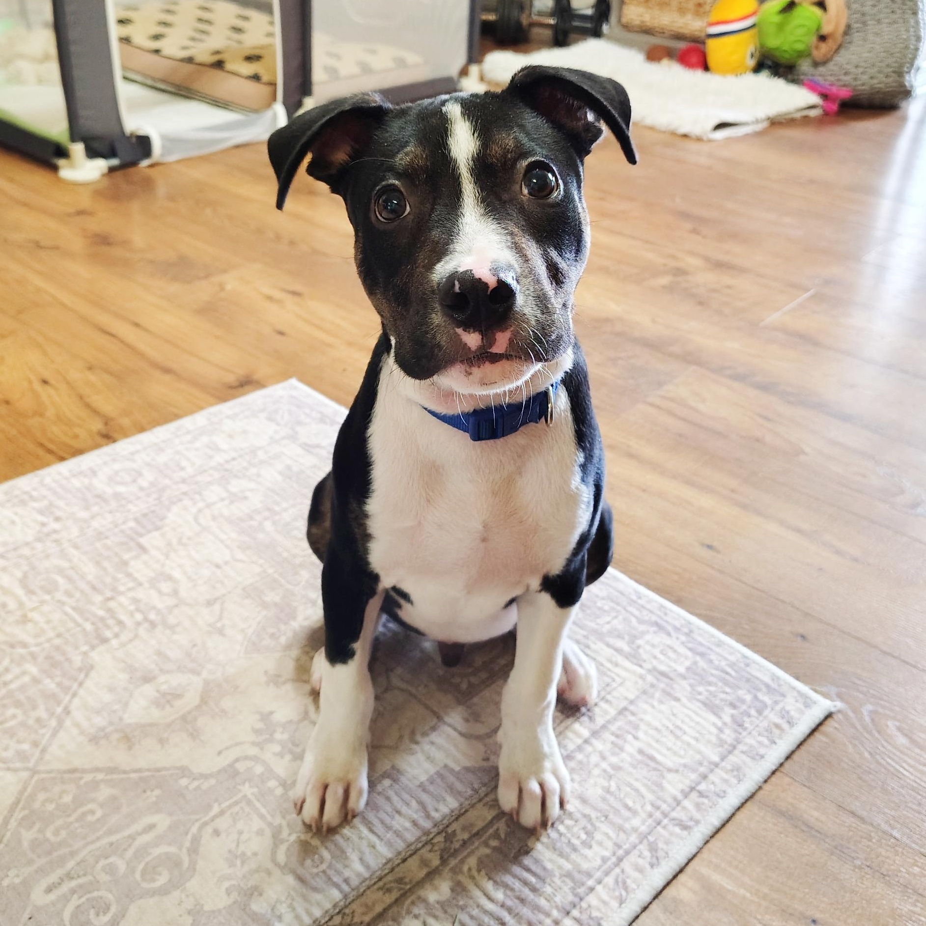 Enlarge Duke Hazard, an adopted mixed breed in Cranston, RI image 5/6