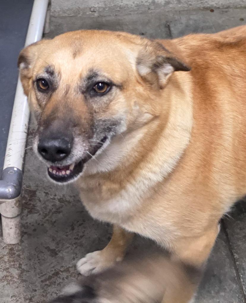 Blossom, Adoptable, Adult Female German Shepherd Dog.