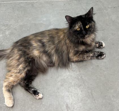 Rebecca, Adoptable, Adult Female Domestic Medium Hair & Domestic Short Hair.