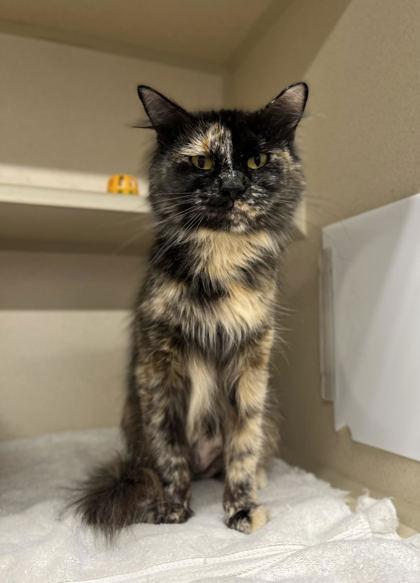 Enlarge Rebecca, a Adoptable mixed breed in Humboldt, IA image 2/2