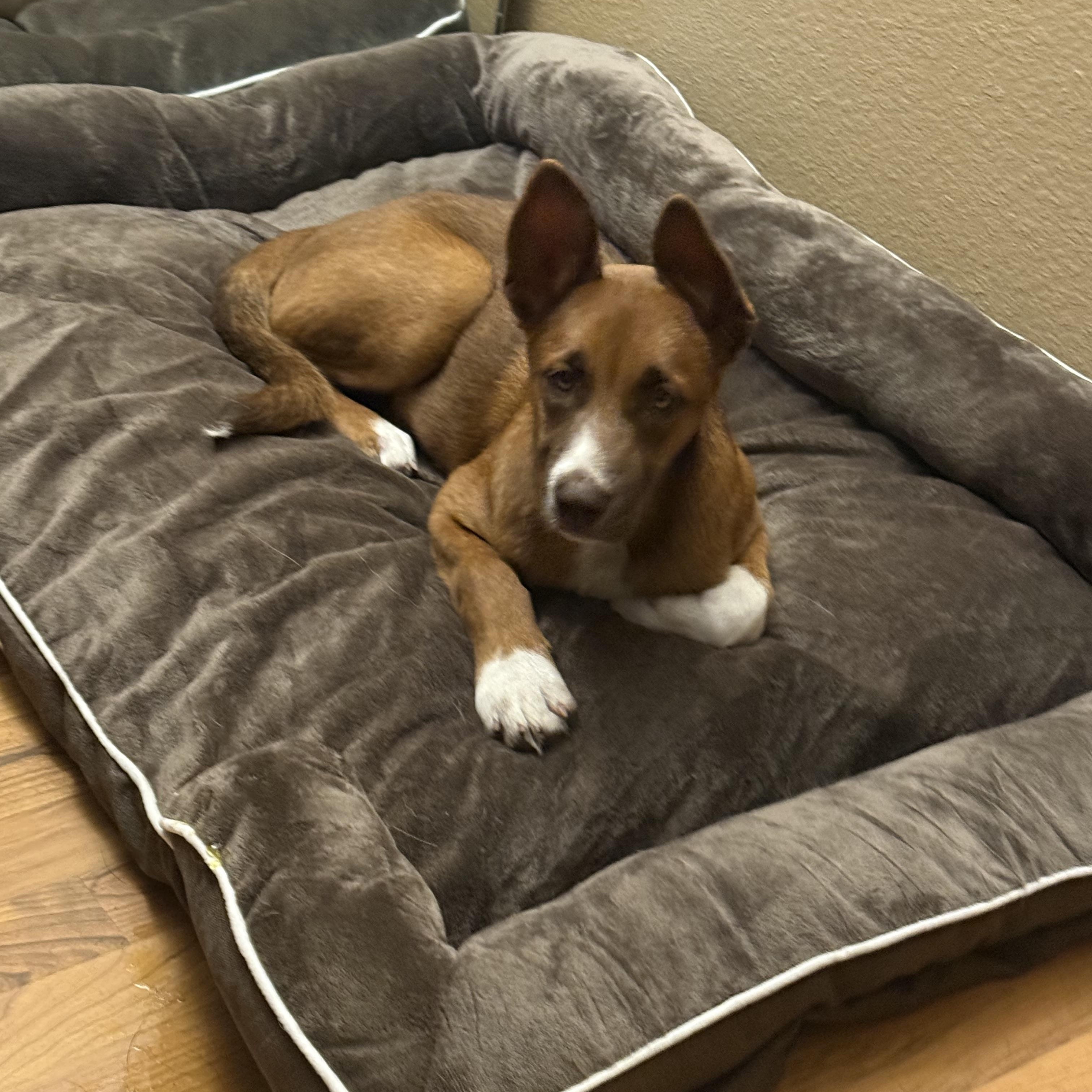 Enlarge Ginger, a Adoptable mixed breed in CANTON, OH image 2/6