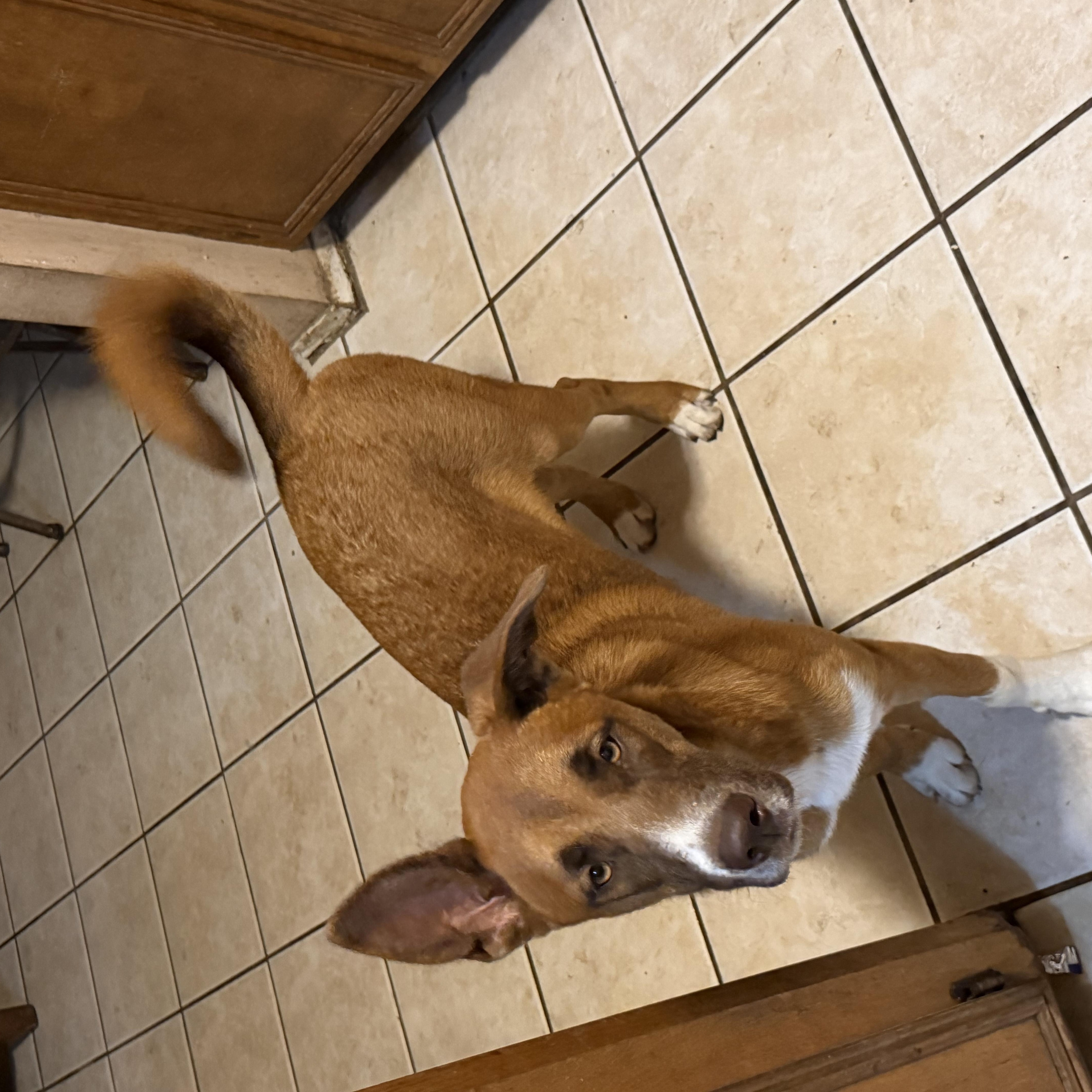 Enlarge Ginger, a Adoptable mixed breed in CANTON, OH image 4/6