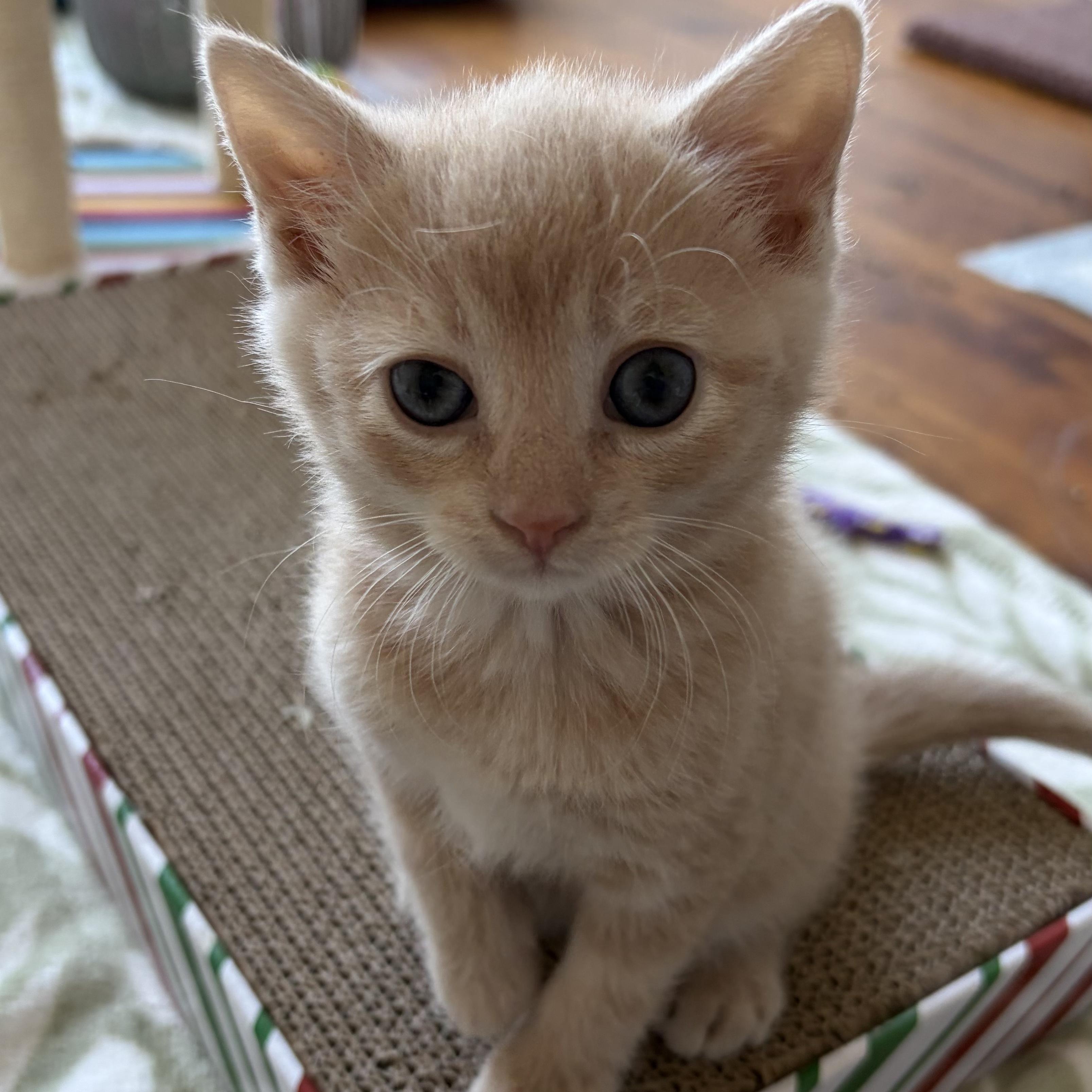 Dove, an adopted Domestic Short Hair in Scranton, PA image 2/4