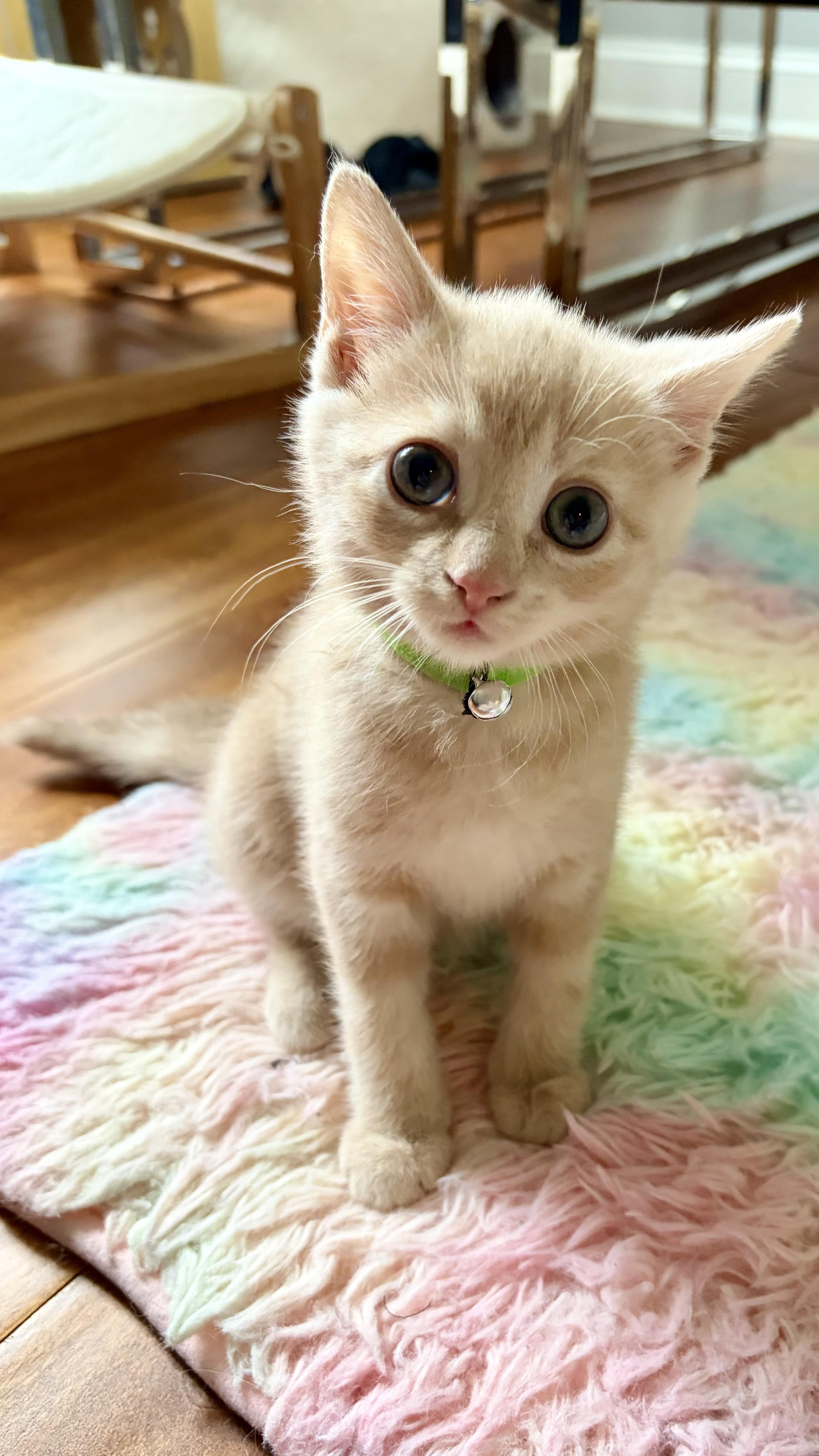 Dove, adopted, Kitten Female Domestic Short Hair.
