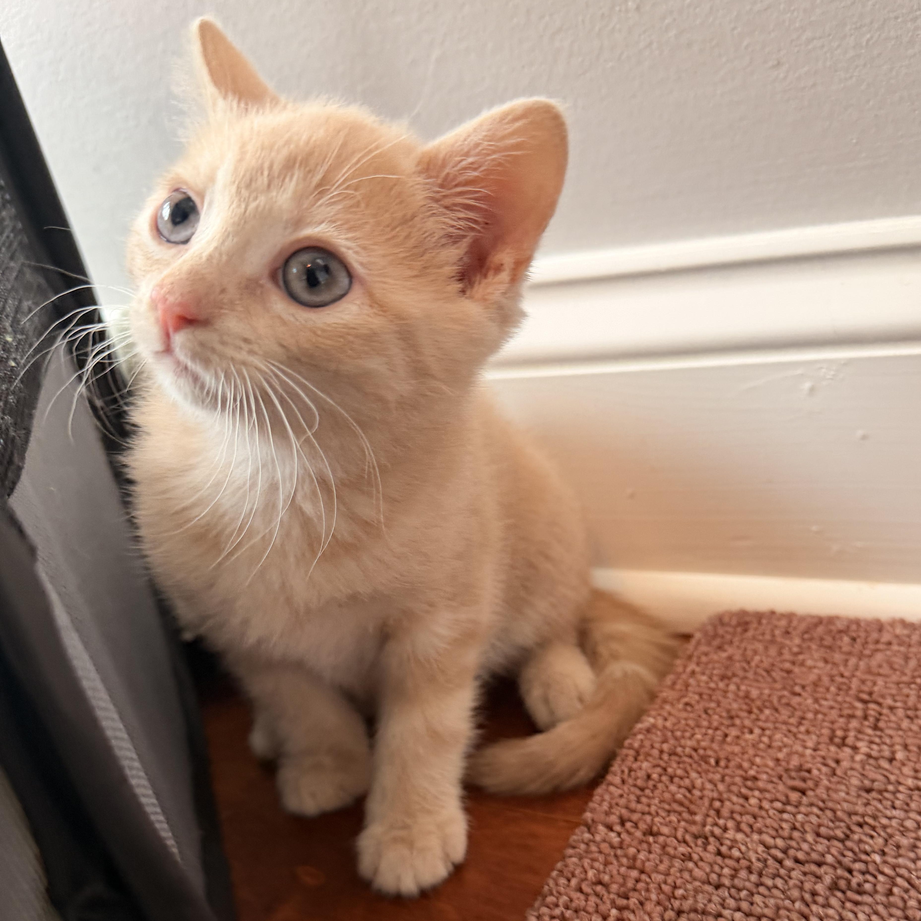 Dove, an adopted Domestic Short Hair in Scranton, PA image 4/4