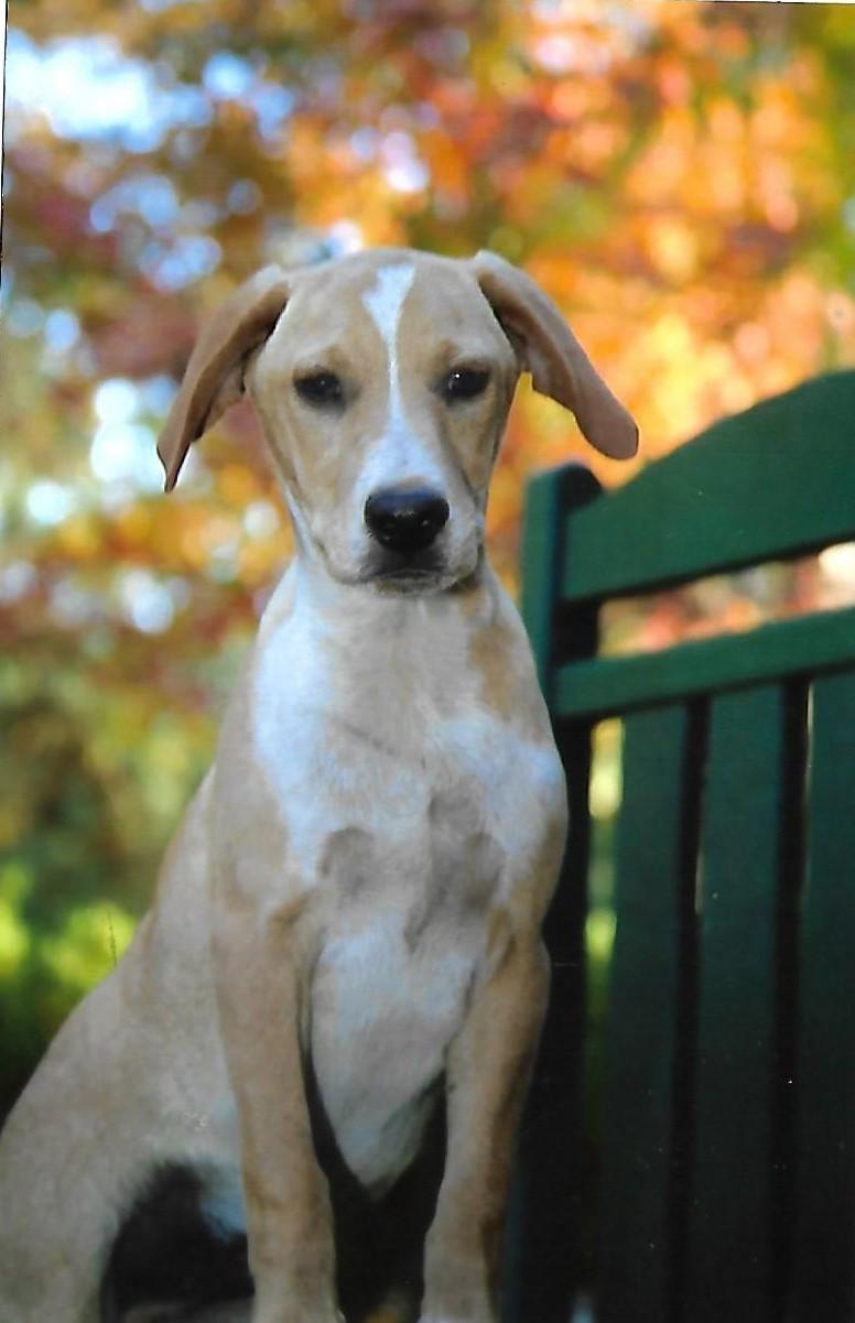Enlarge Bowser, a ADOPTABLE mixed breed in Springfield, VT image 1/5