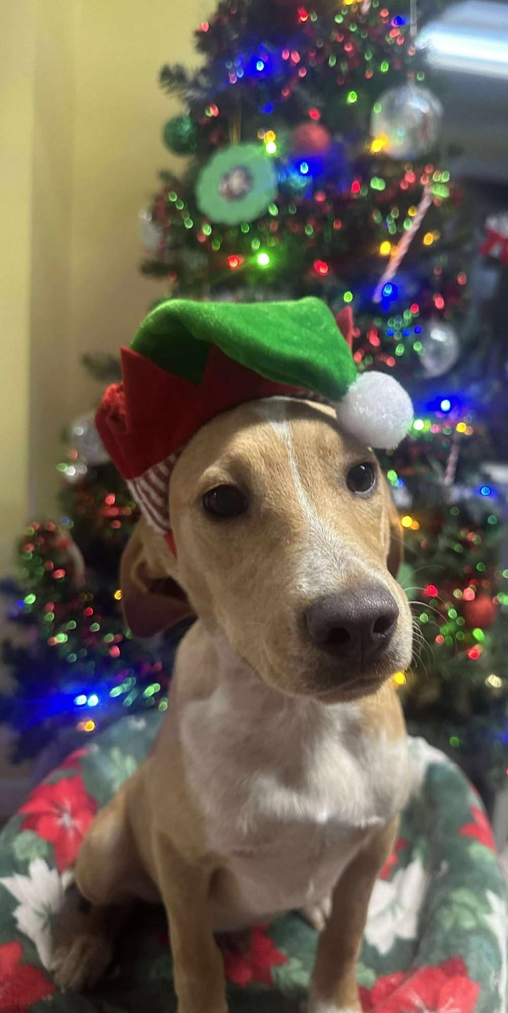 Enlarge Bowser, a ADOPTABLE mixed breed in Springfield, VT image 3/5