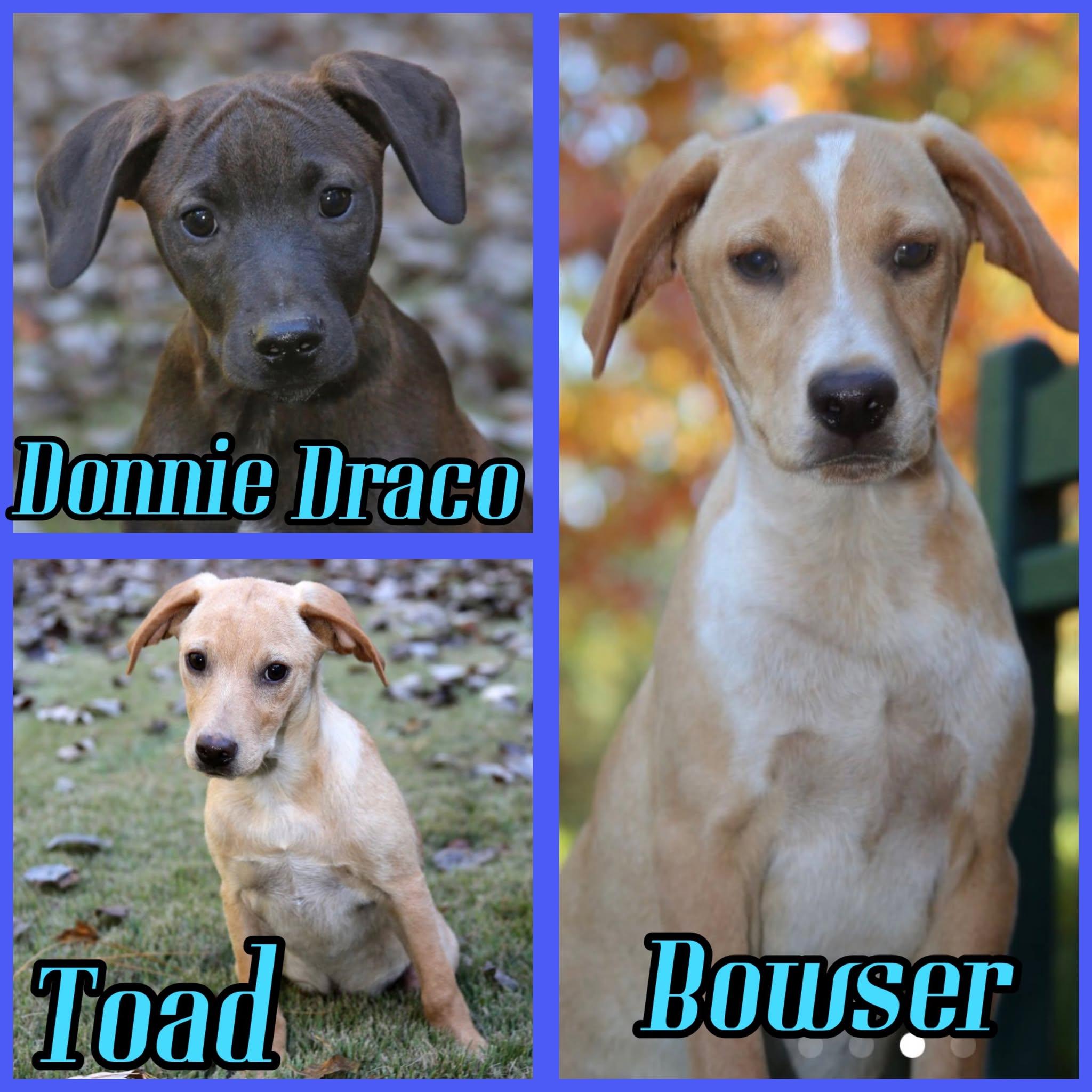 Enlarge Bowser, a ADOPTABLE mixed breed in Springfield, VT image 5/5