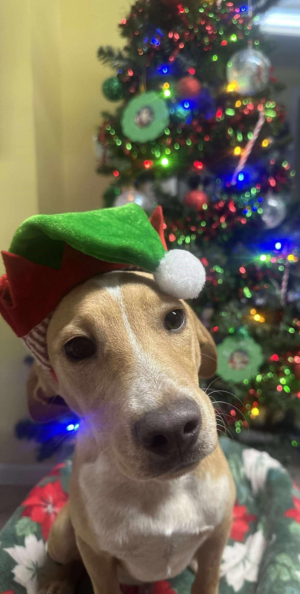 Enlarge Bowser, a ADOPTABLE mixed breed in Springfield, VT image 2/5