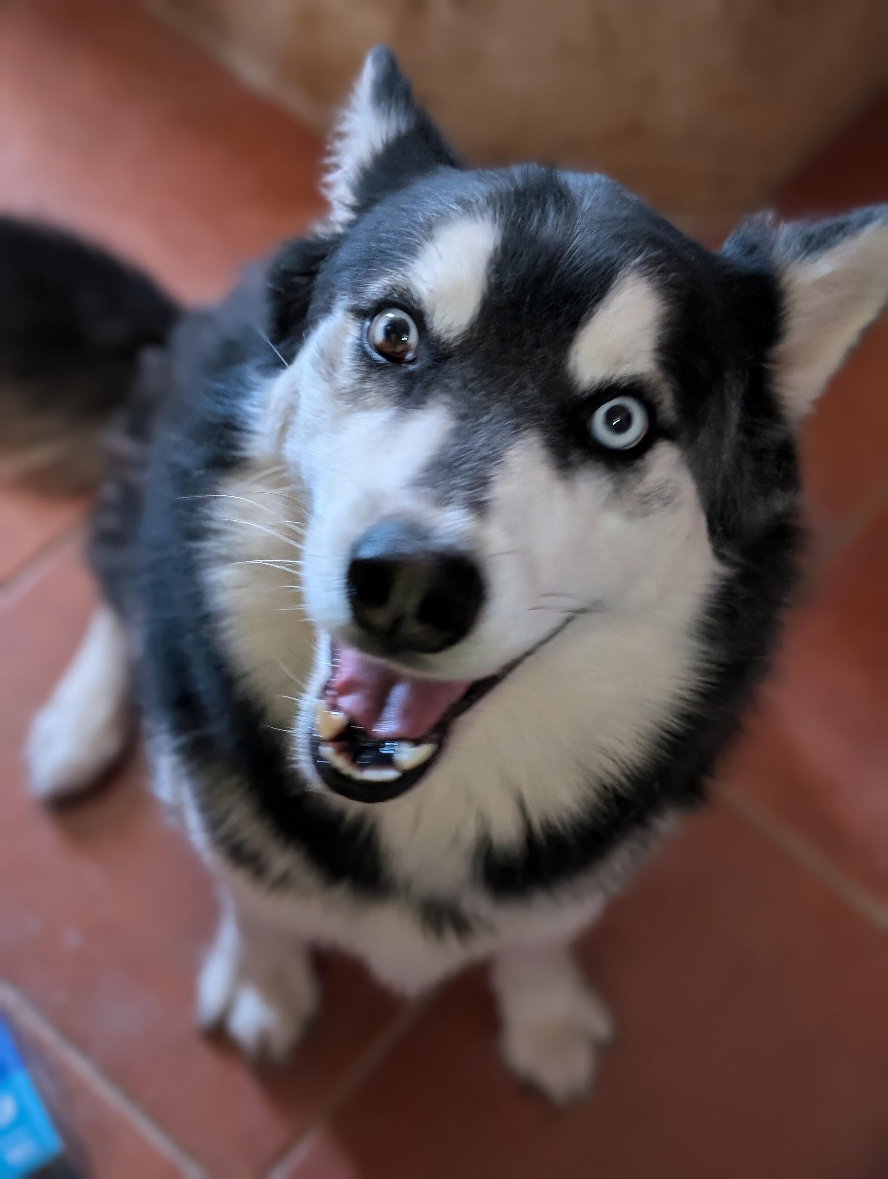 HUSKER