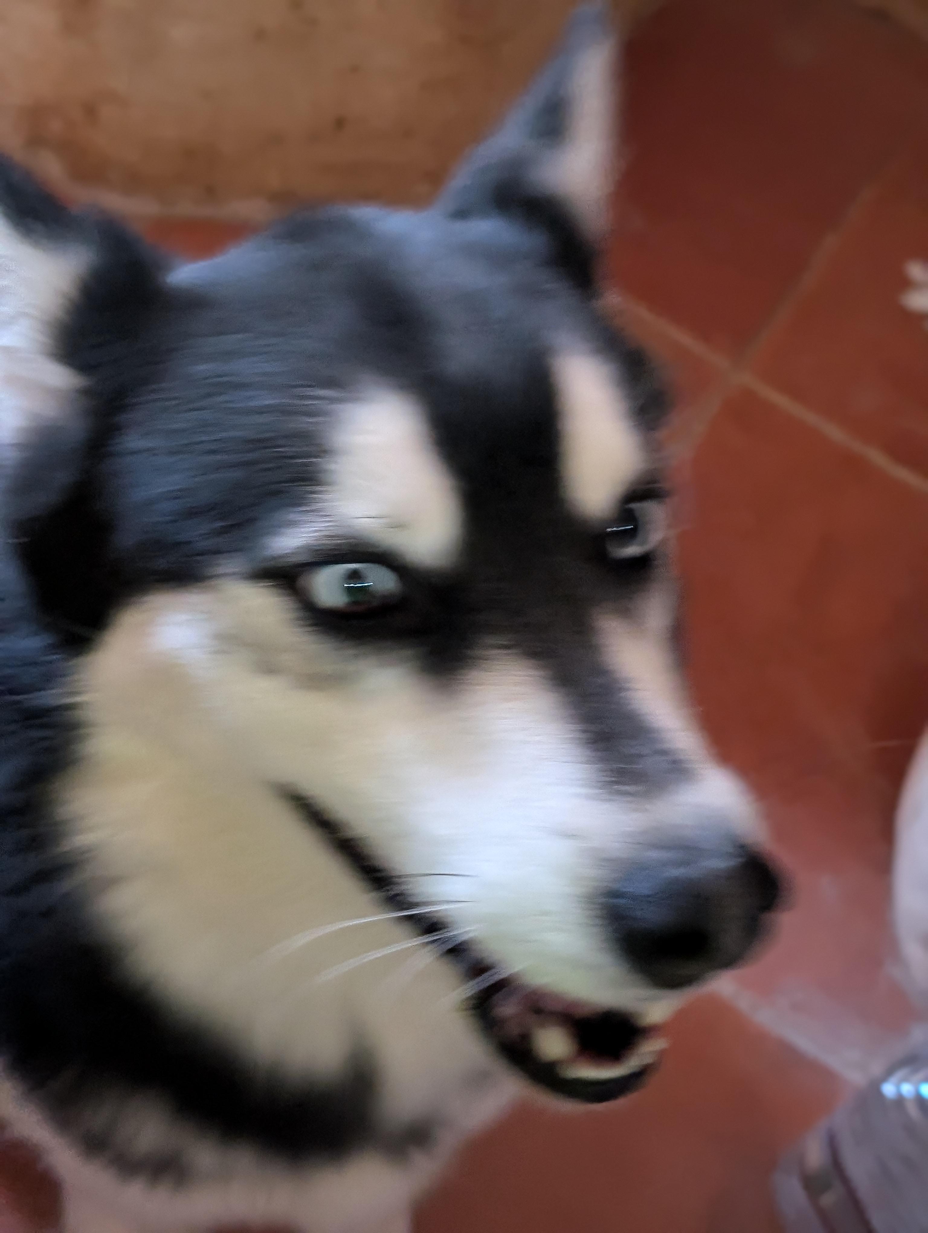 HUSKER