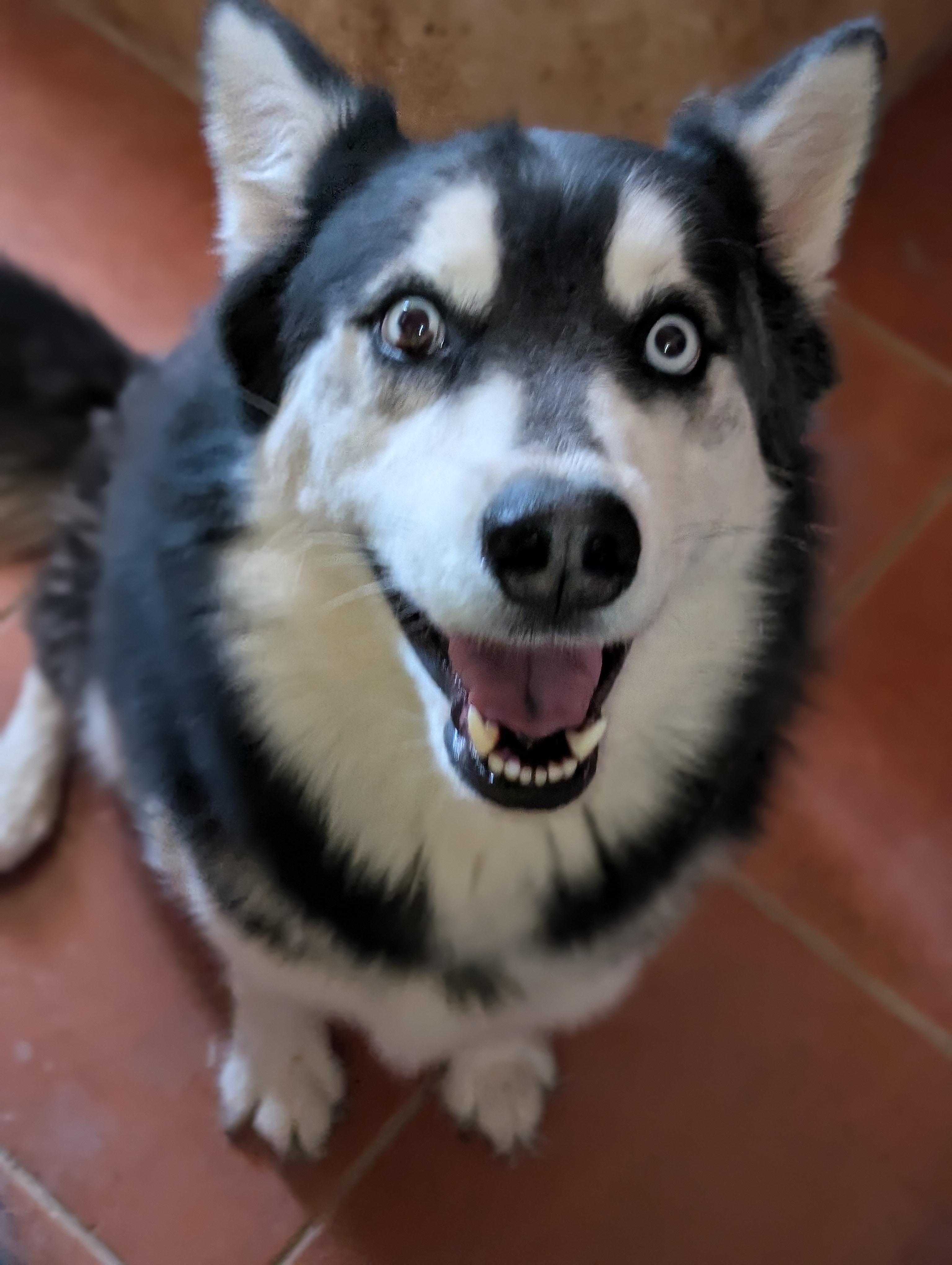 HUSKER
