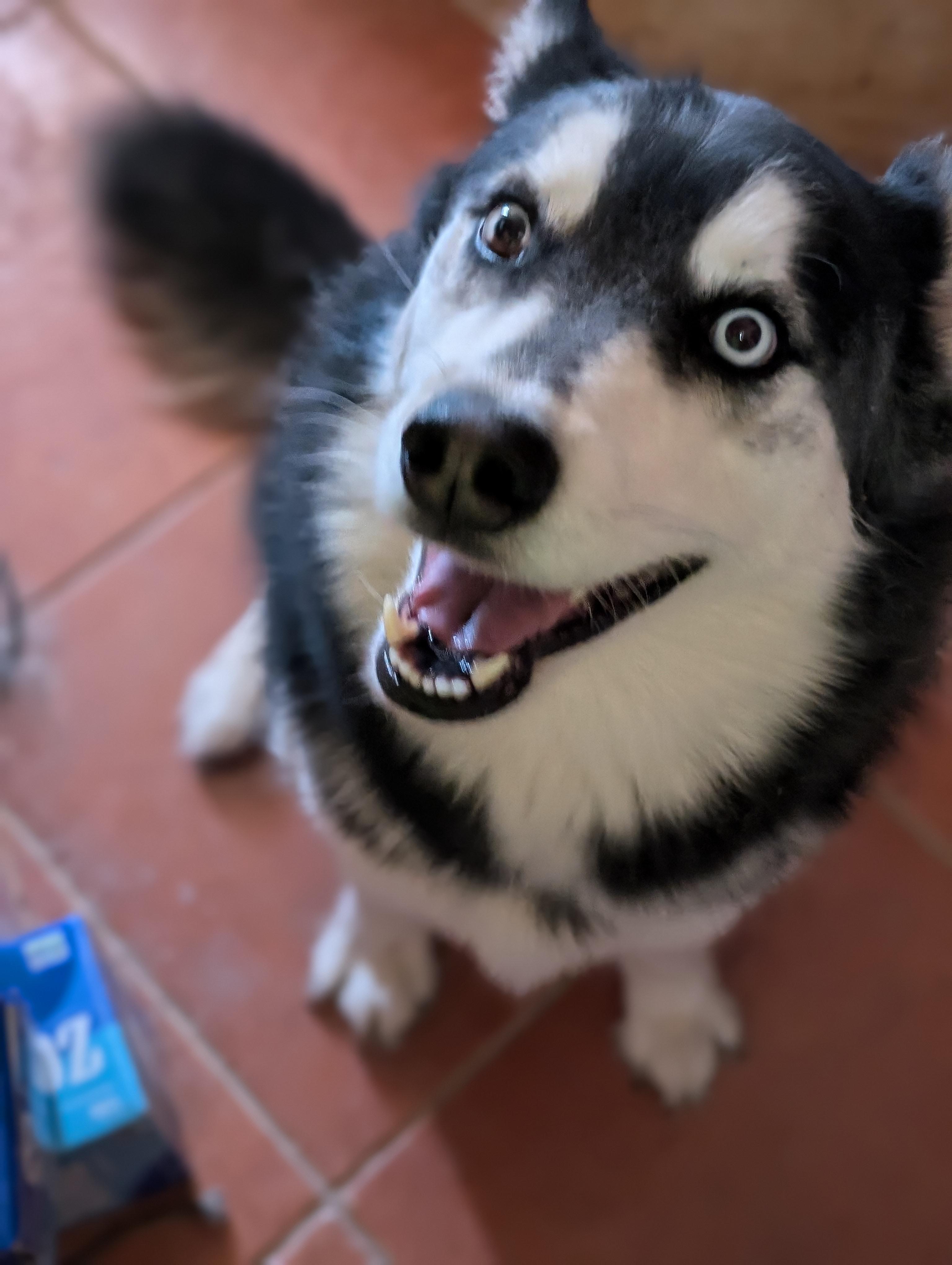 HUSKER