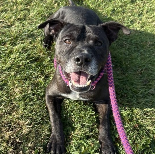 Jax, a Adoptable Terrier in North Syracuse, NY image 1/2
