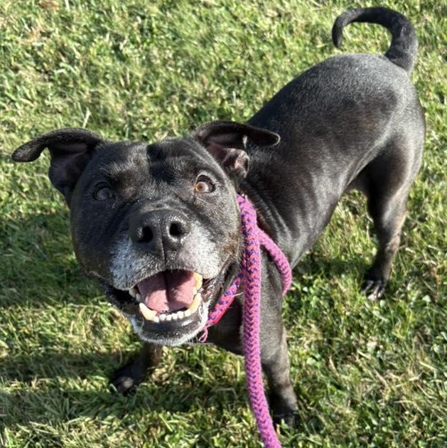 Jax, a Adoptable Terrier in North Syracuse, NY image 2/2