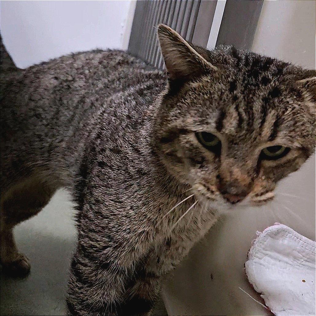 Enlarge Atreus, a Adoptable Domestic Short Hair in Zanesville, OH image 1/3