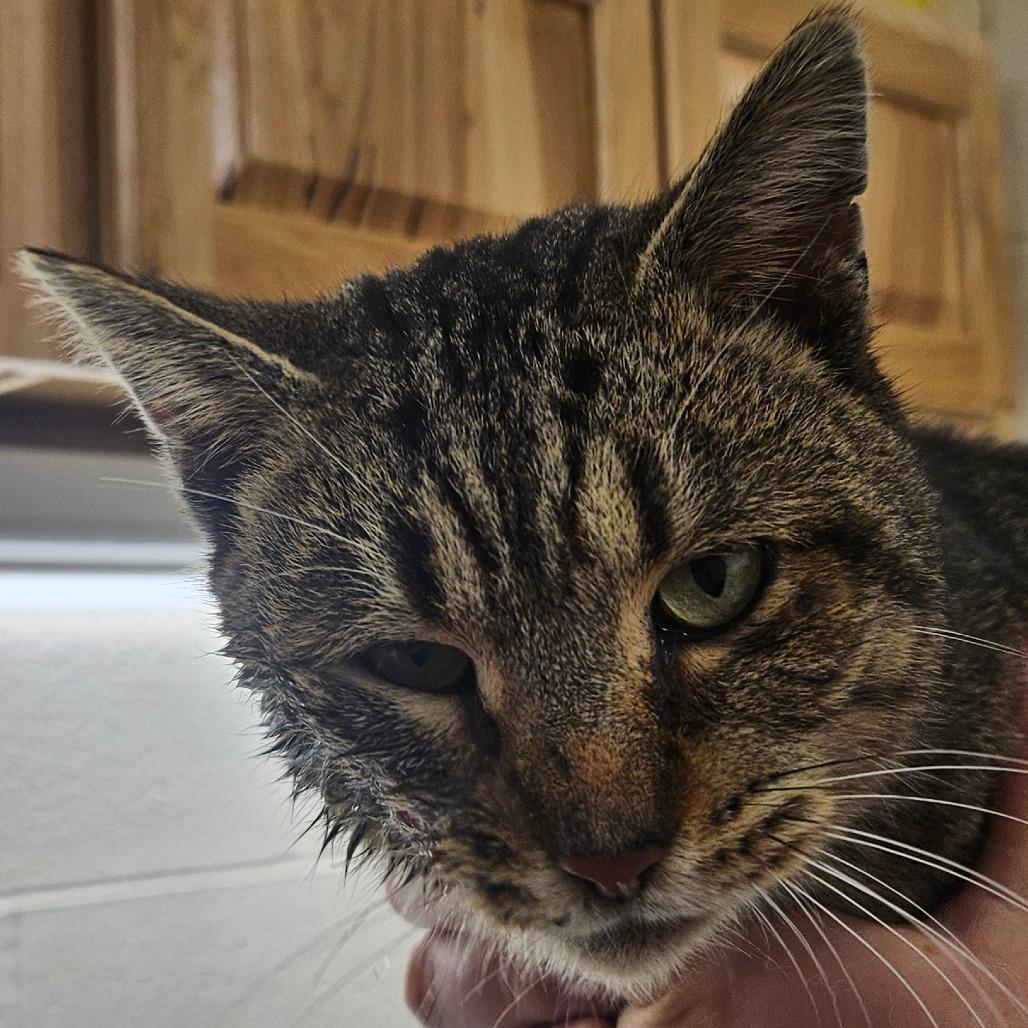 Enlarge Atreus, a Adoptable Domestic Short Hair in Zanesville, OH image 2/3