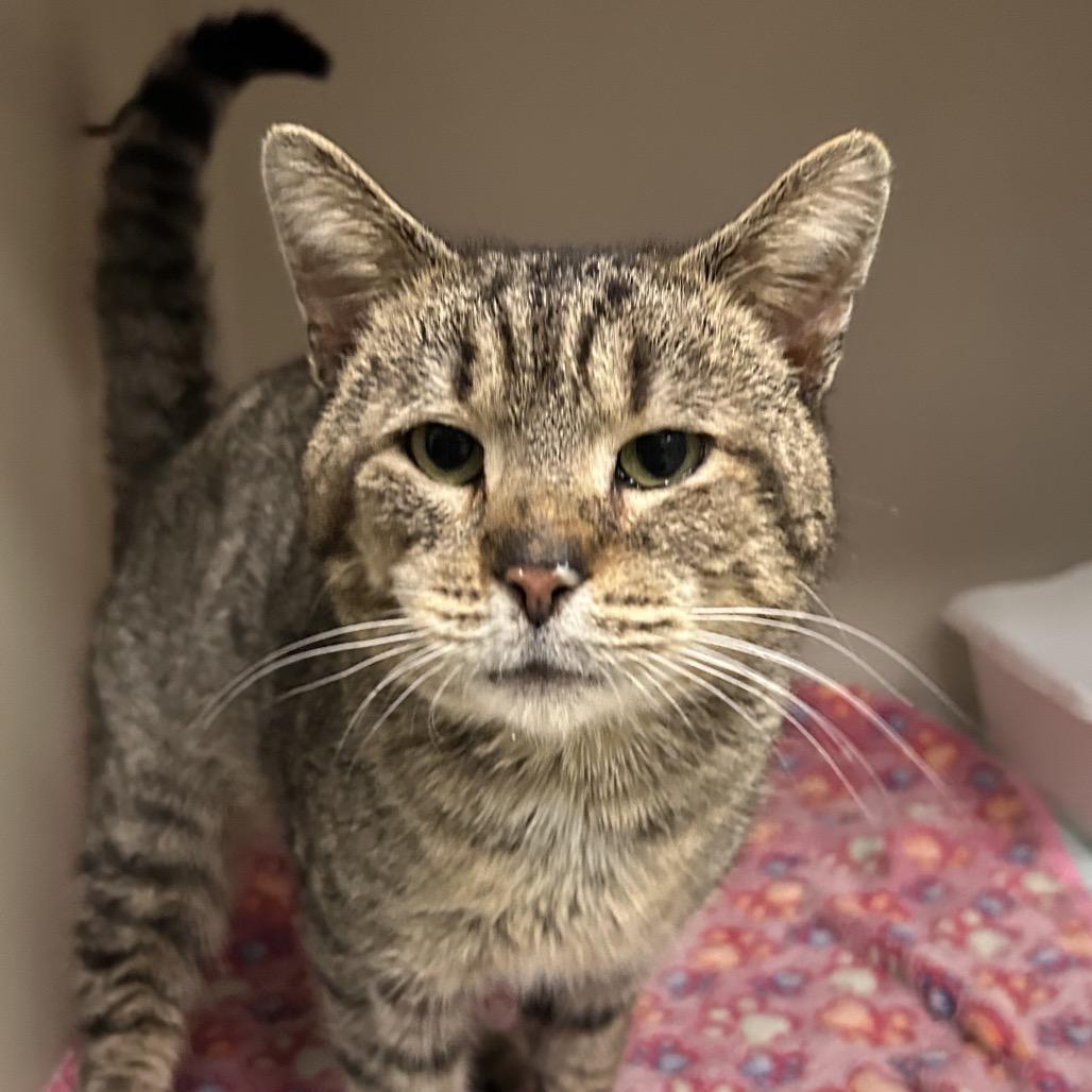 Enlarge Atreus, a Adoptable Domestic Short Hair in Zanesville, OH image 3/3