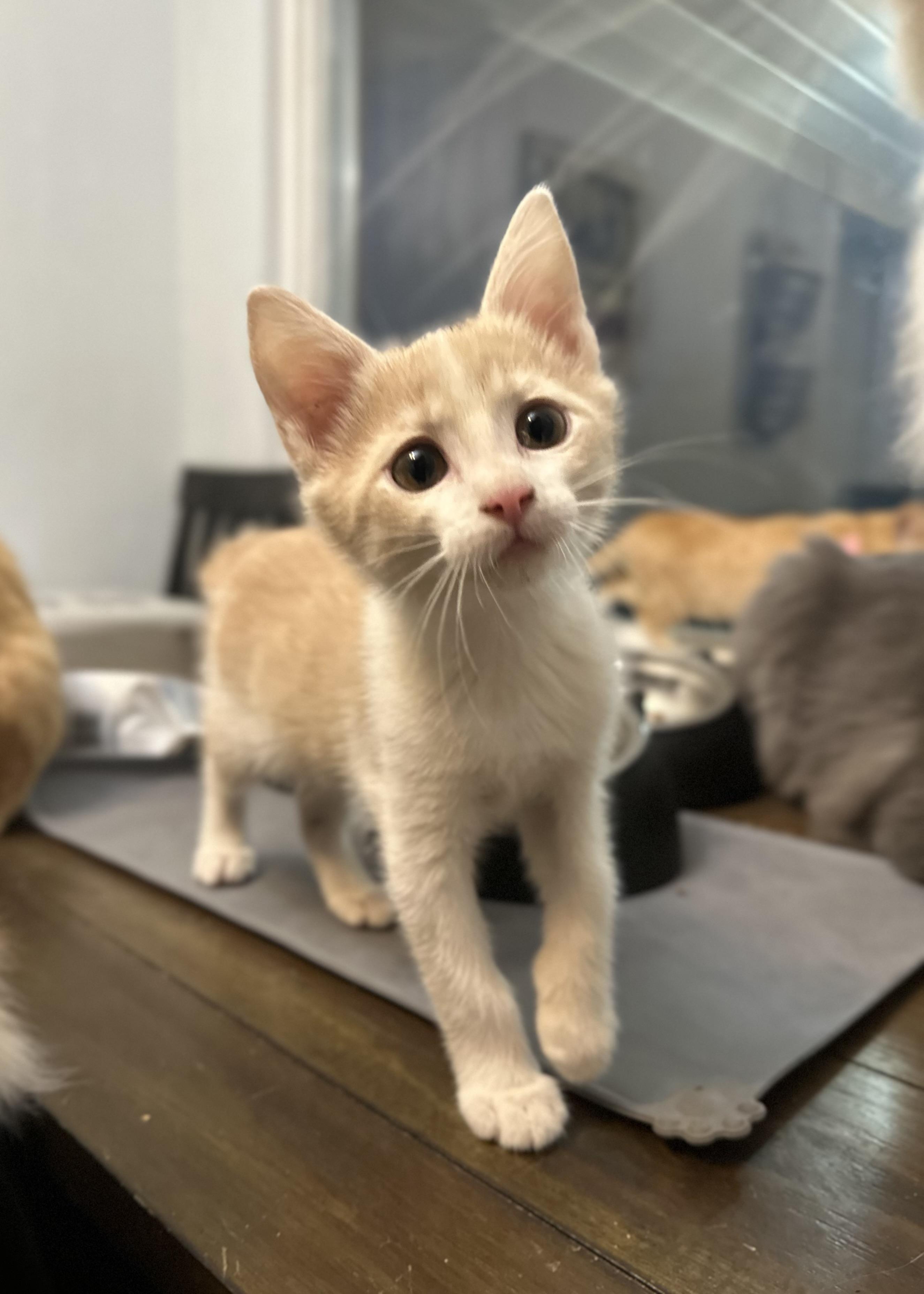 Ryuu, adopted, Kitten Male Domestic Short Hair.