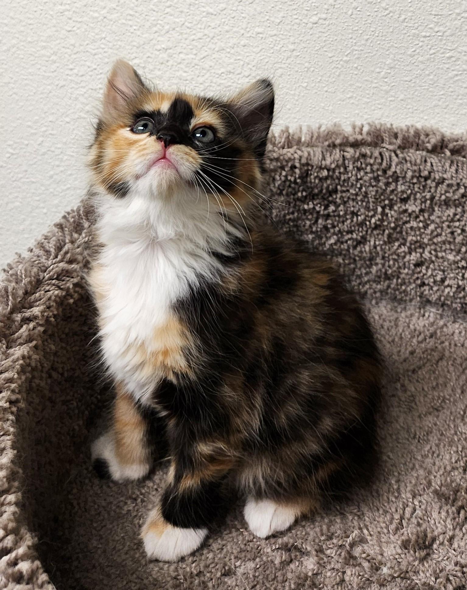 Dani