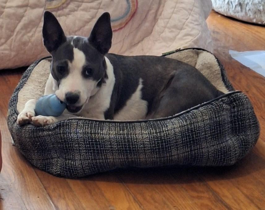 Enlarge Milly, a ADOPTABLE mixed breed in Windsor, CT image 2/5