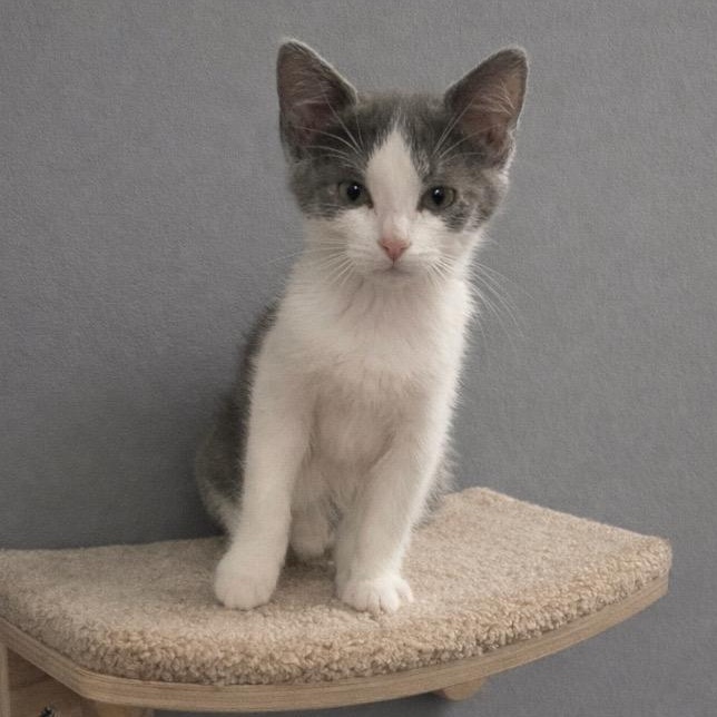 Ivy, ADOPTABLE, Kitten Female Domestic Short Hair.