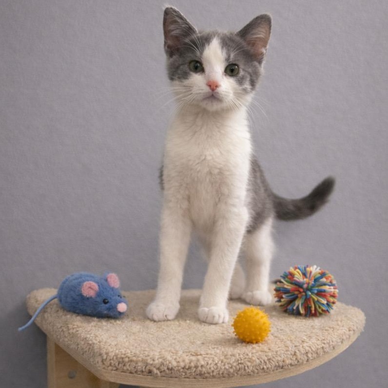 Enlarge Ivy, a ADOPTABLE Domestic Short Hair in Andover, MN image 2/2