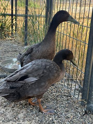 Enlarge BENJAMIN, a Adoptable Duck in San Martin, CA image 1/1