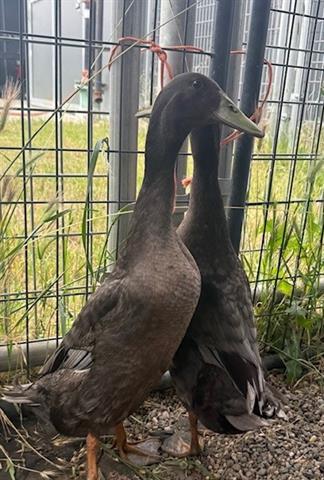 BENJAMIN, Adoptable, Adult Male Duck.