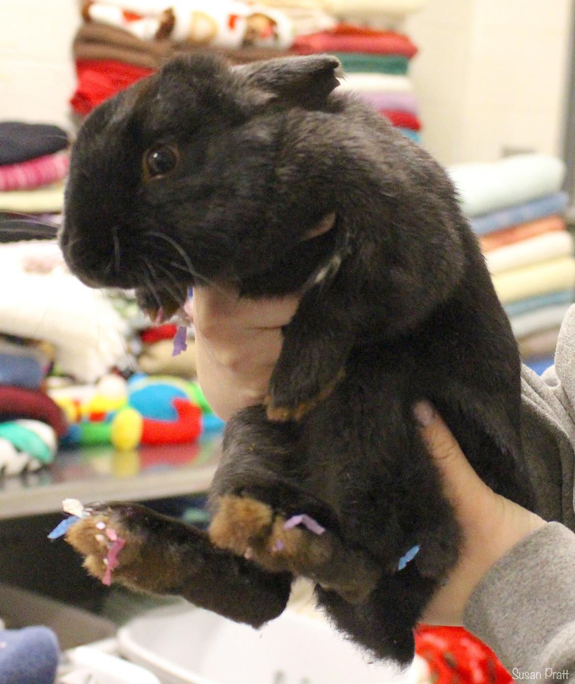 Enlarge Thumper, an adopted Silver Fox in Bedford, VA image 1/1