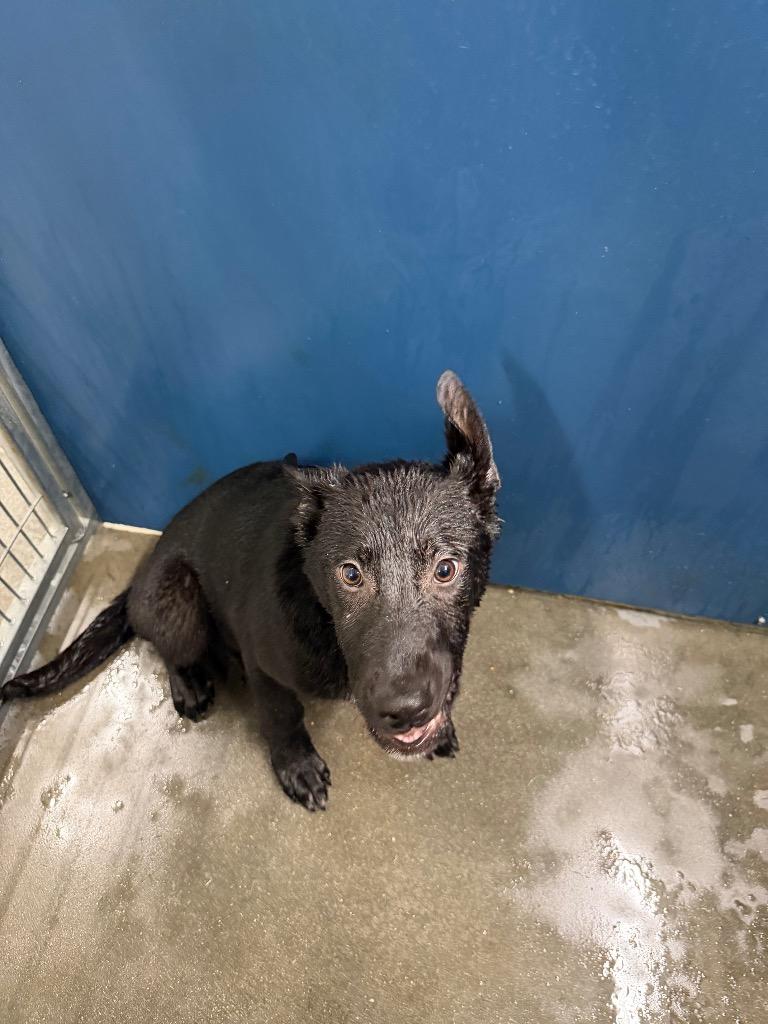 Marty, Adoptable, Puppy Male German Shepherd Dog.