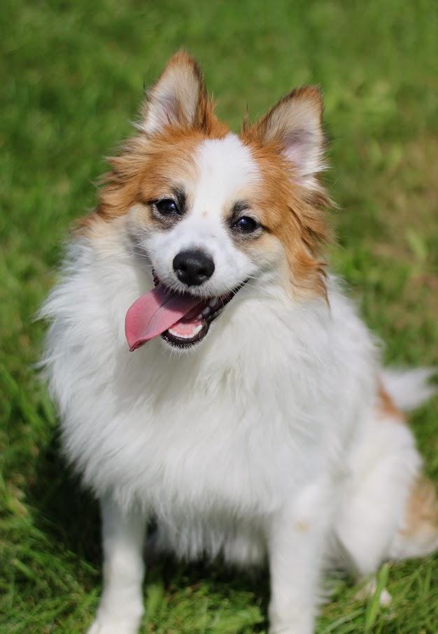Enlarge Fabio, a Adopted mixed breed in Battle Creek, MI image 5/6