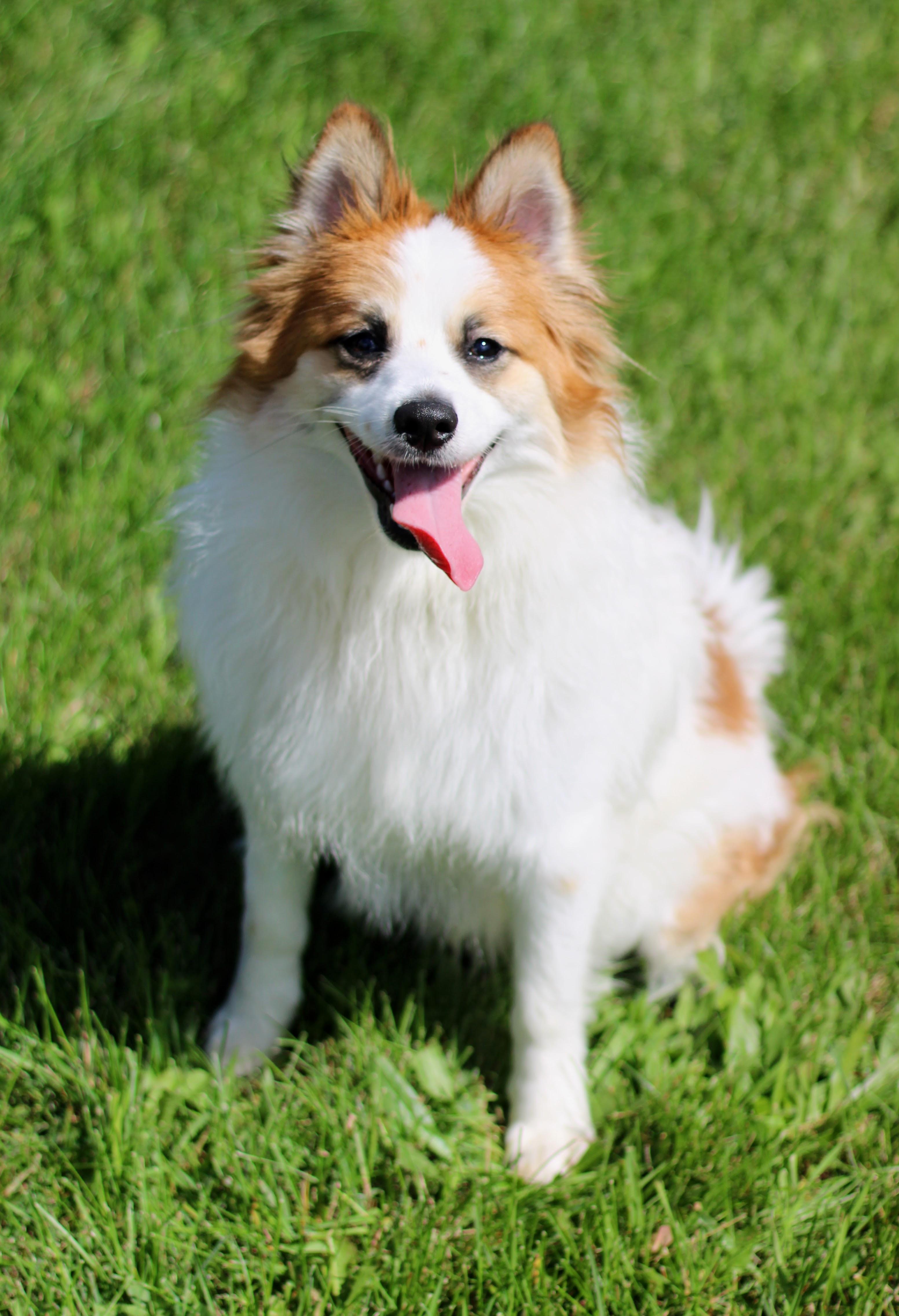 Enlarge Fabio, a Adopted mixed breed in Battle Creek, MI image 3/6